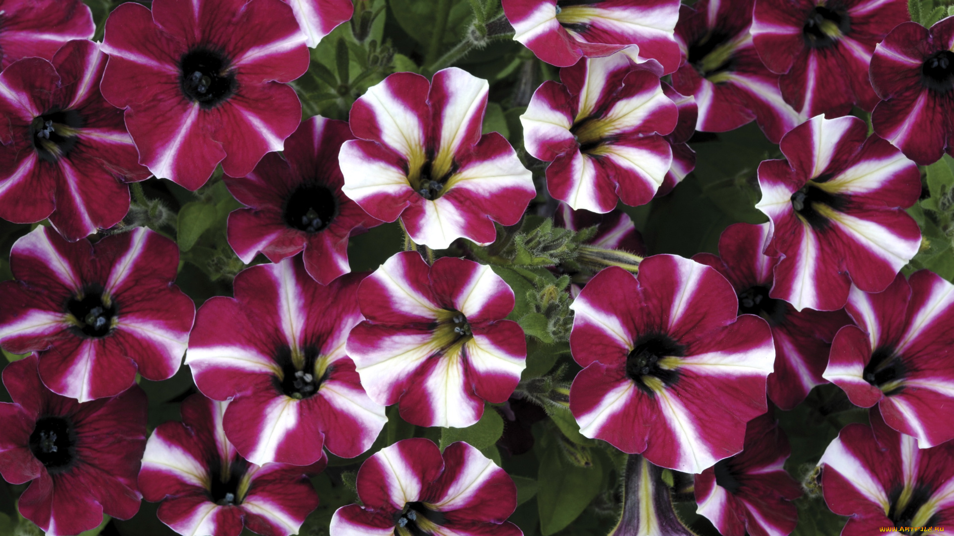 цветы, петунии, калибрахоа