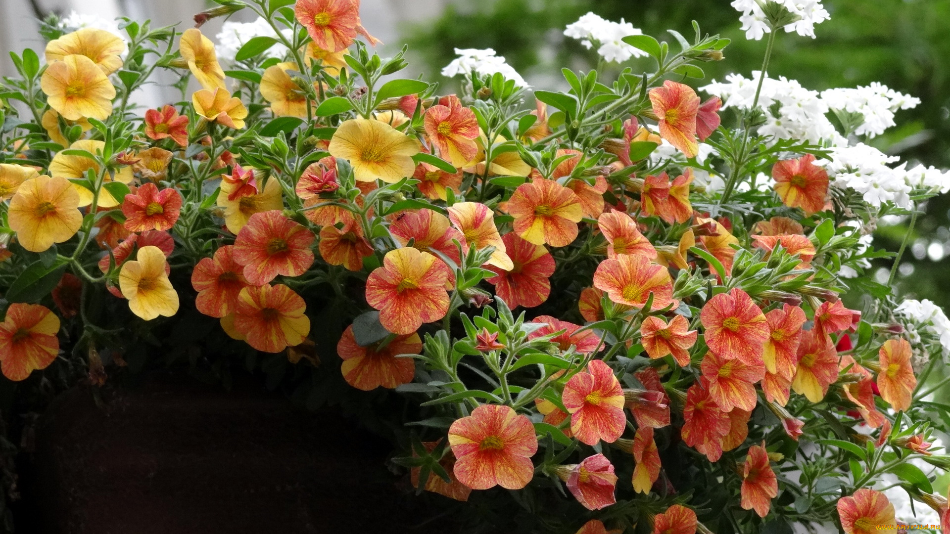 цветы, петунии, калибрахоа