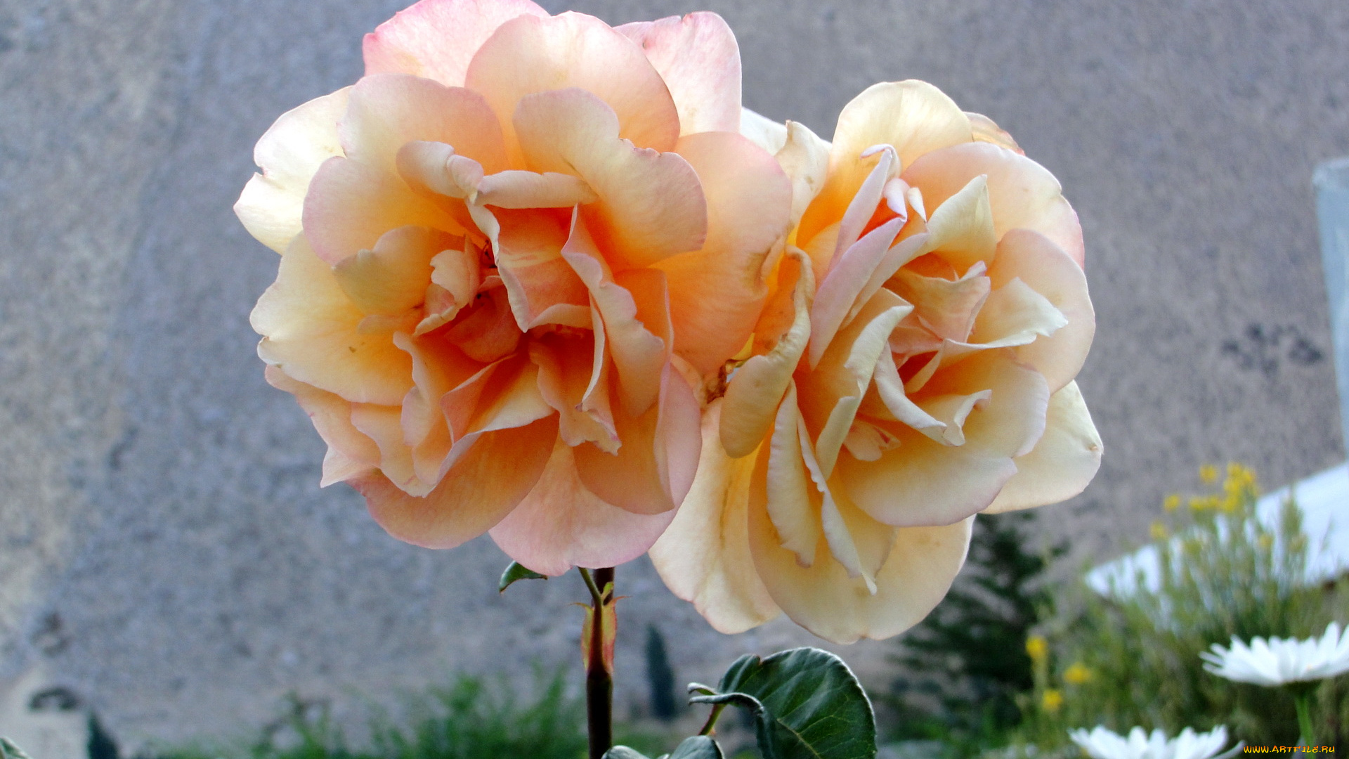 цветы, розы