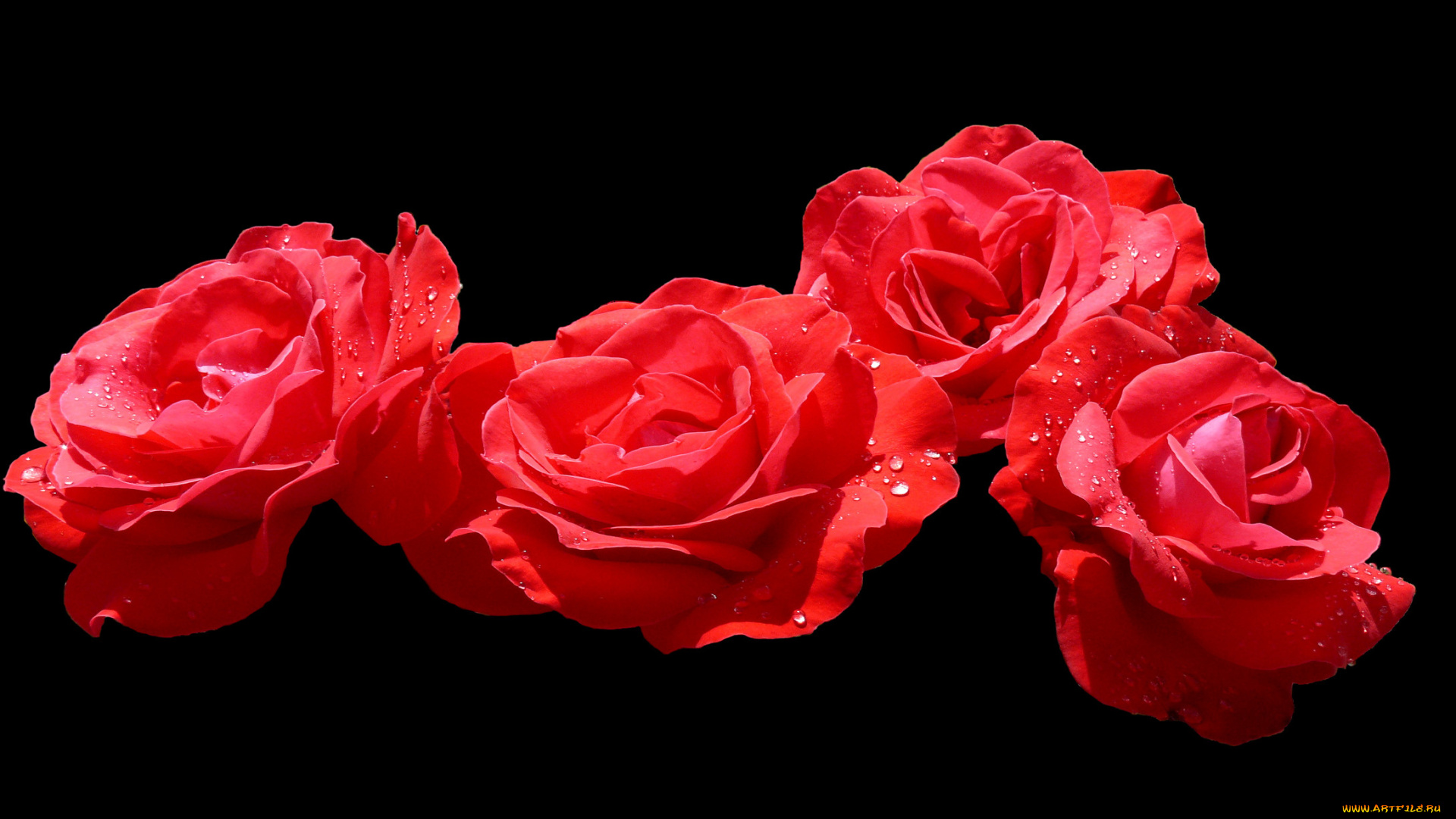 цветы, розы