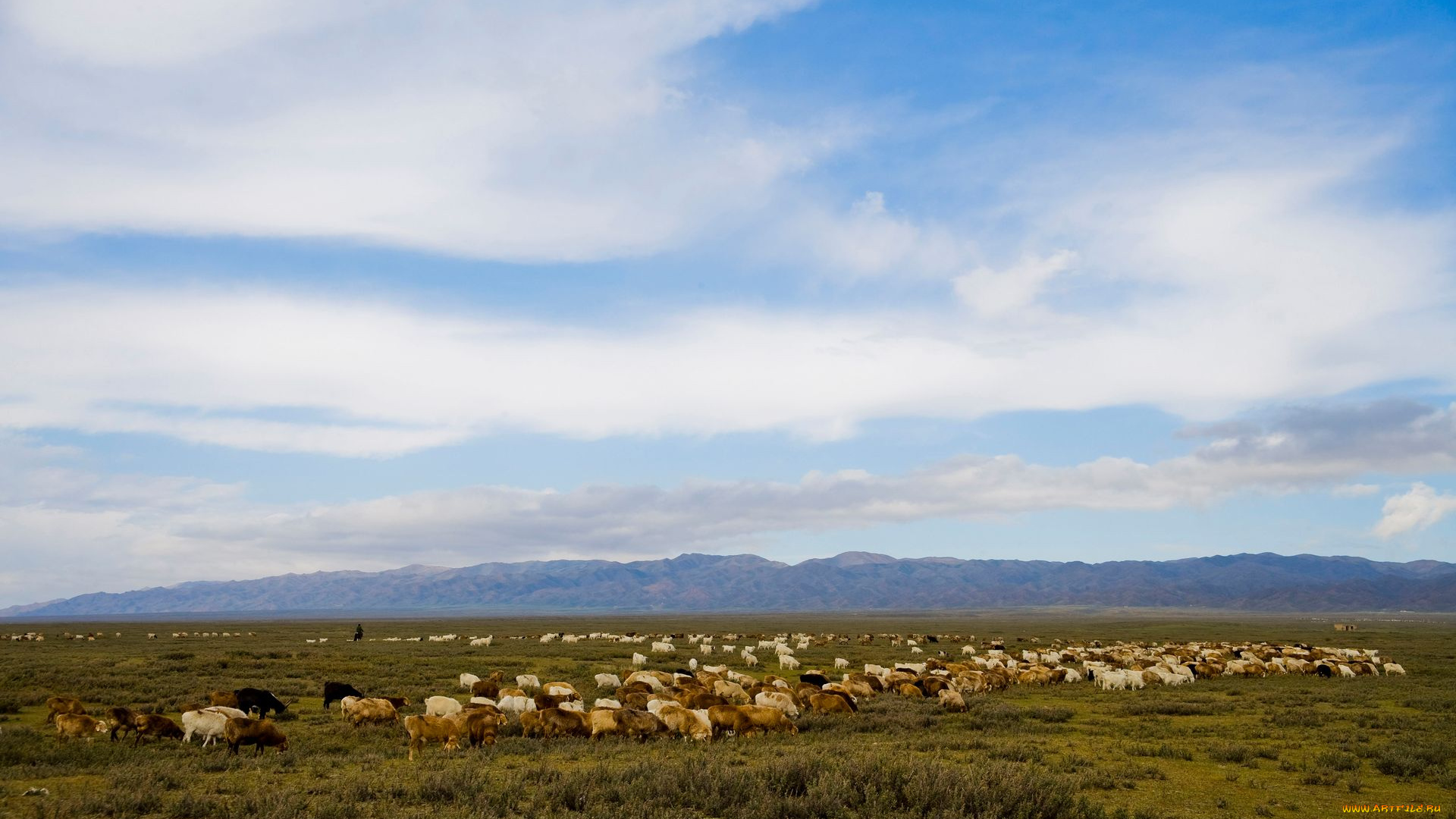 животные, козы, пастбище