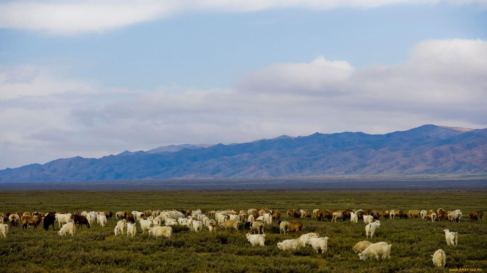 животные, козы, пастбище