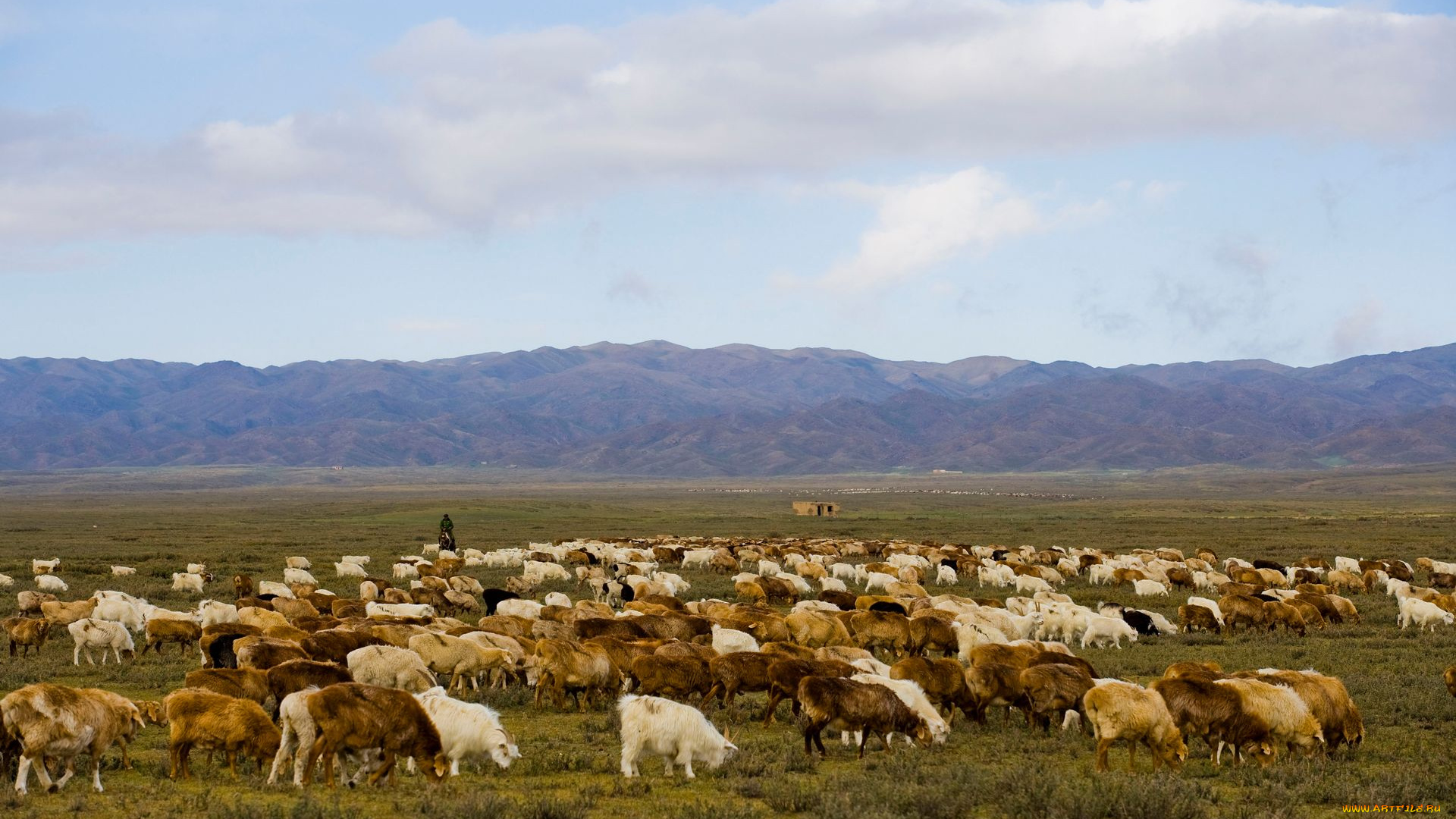 животные, козы, пастбище