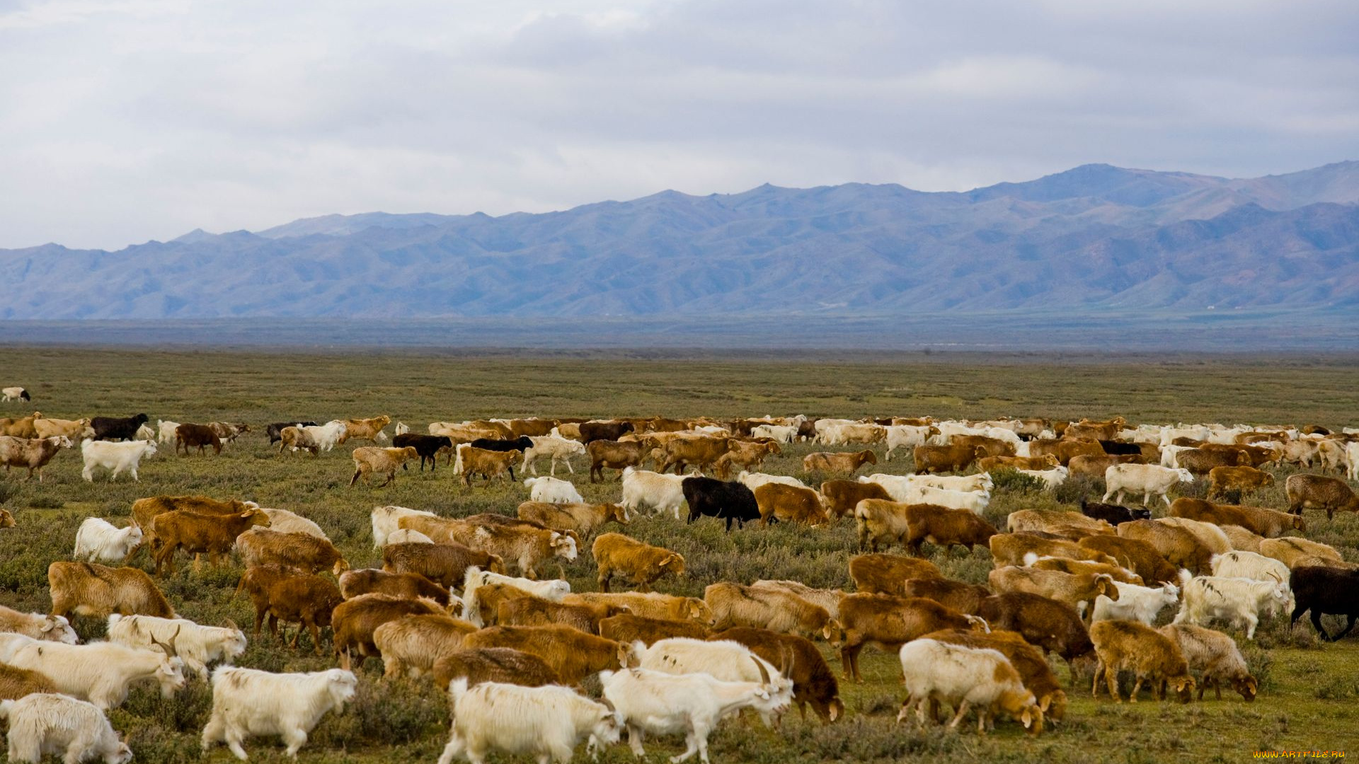 животные, козы, пастбище