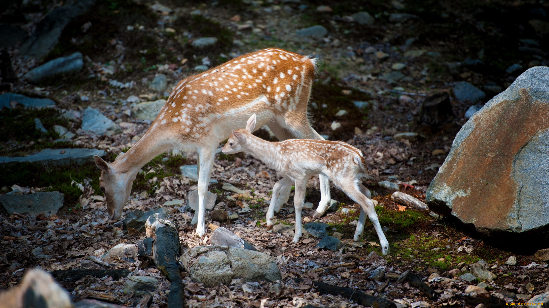 животные, олени, косули, природ