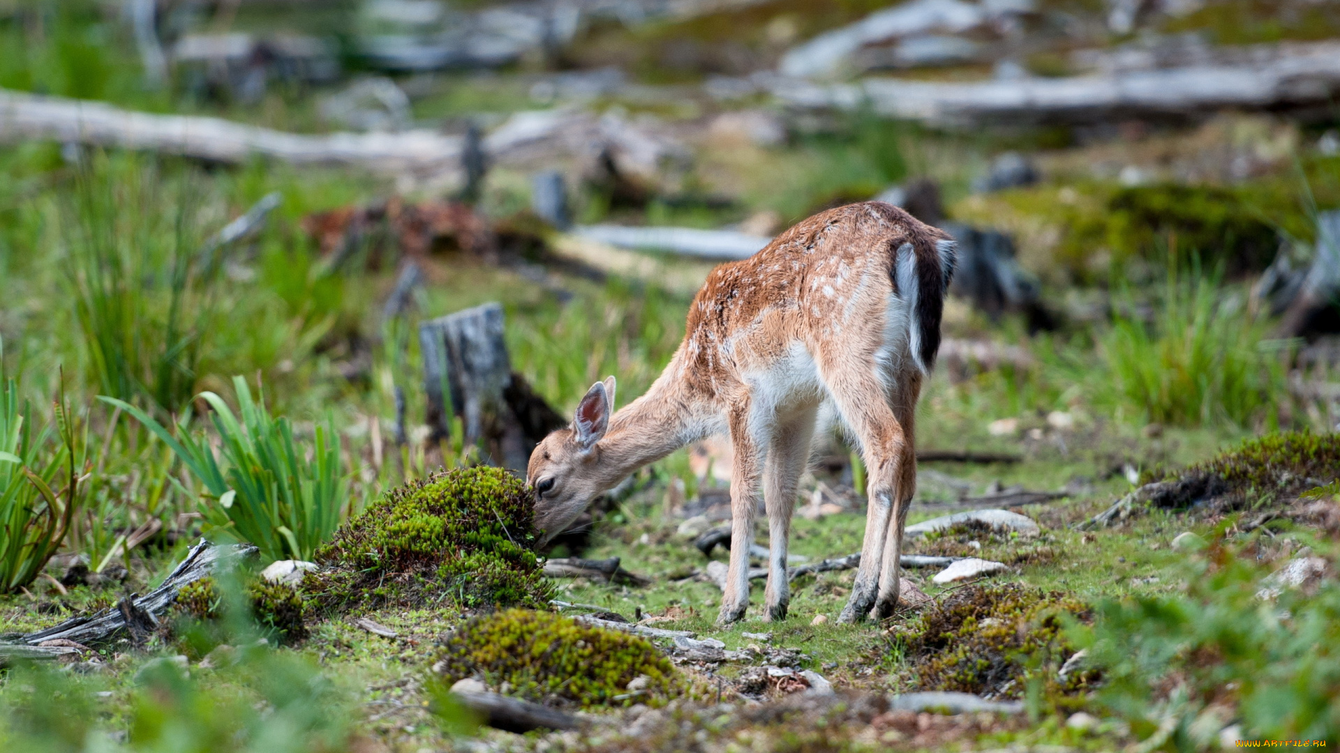 животные, олени, лето, природа, косуля