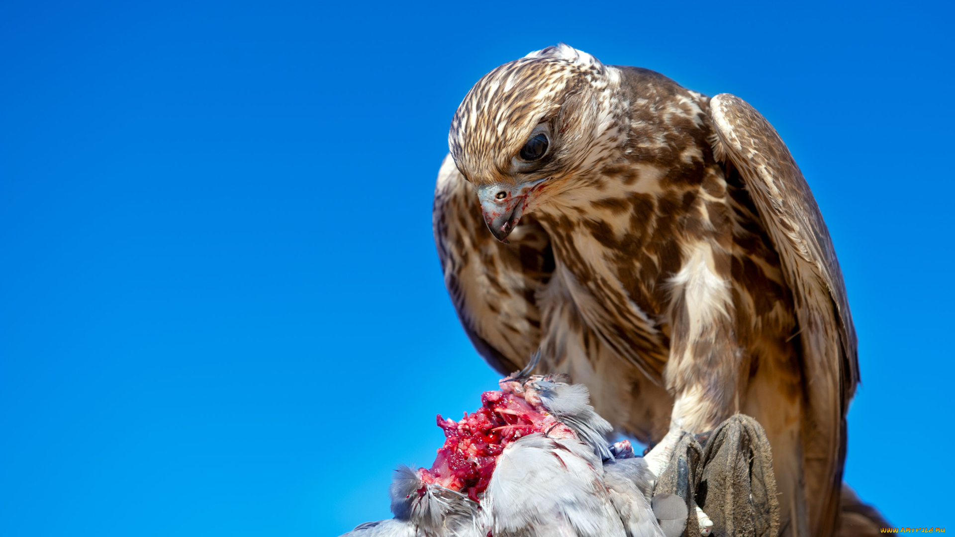 животные, птицы, хищники, трапеза
