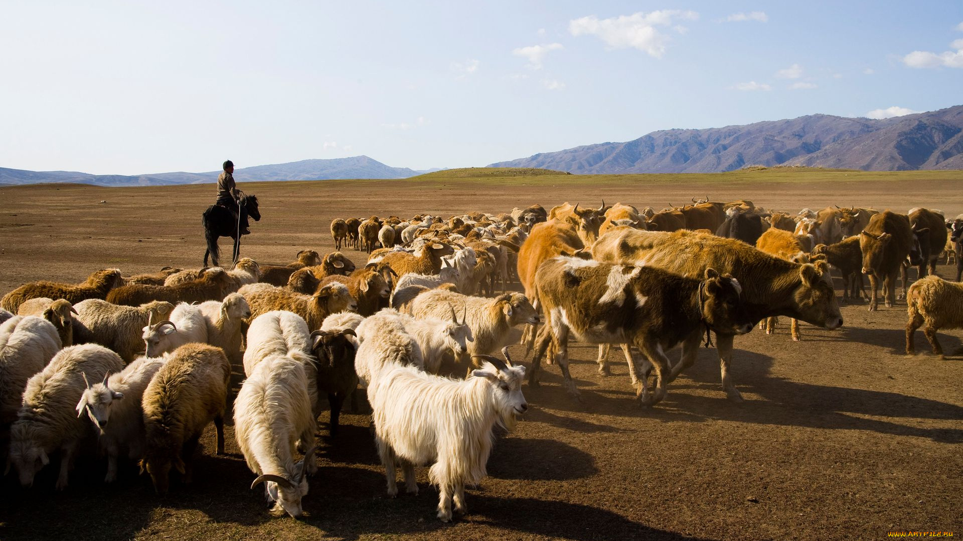 животные, разные, вместе, козы, пастбище