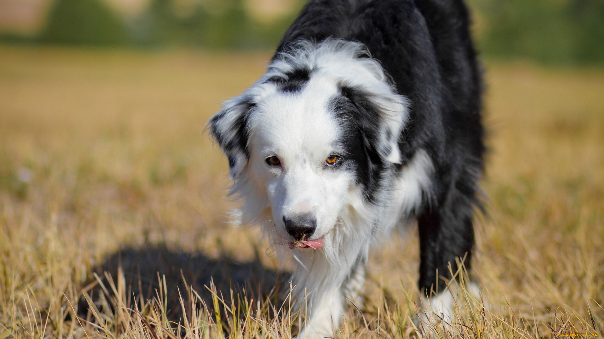 животные, собаки, лето, поле, собака