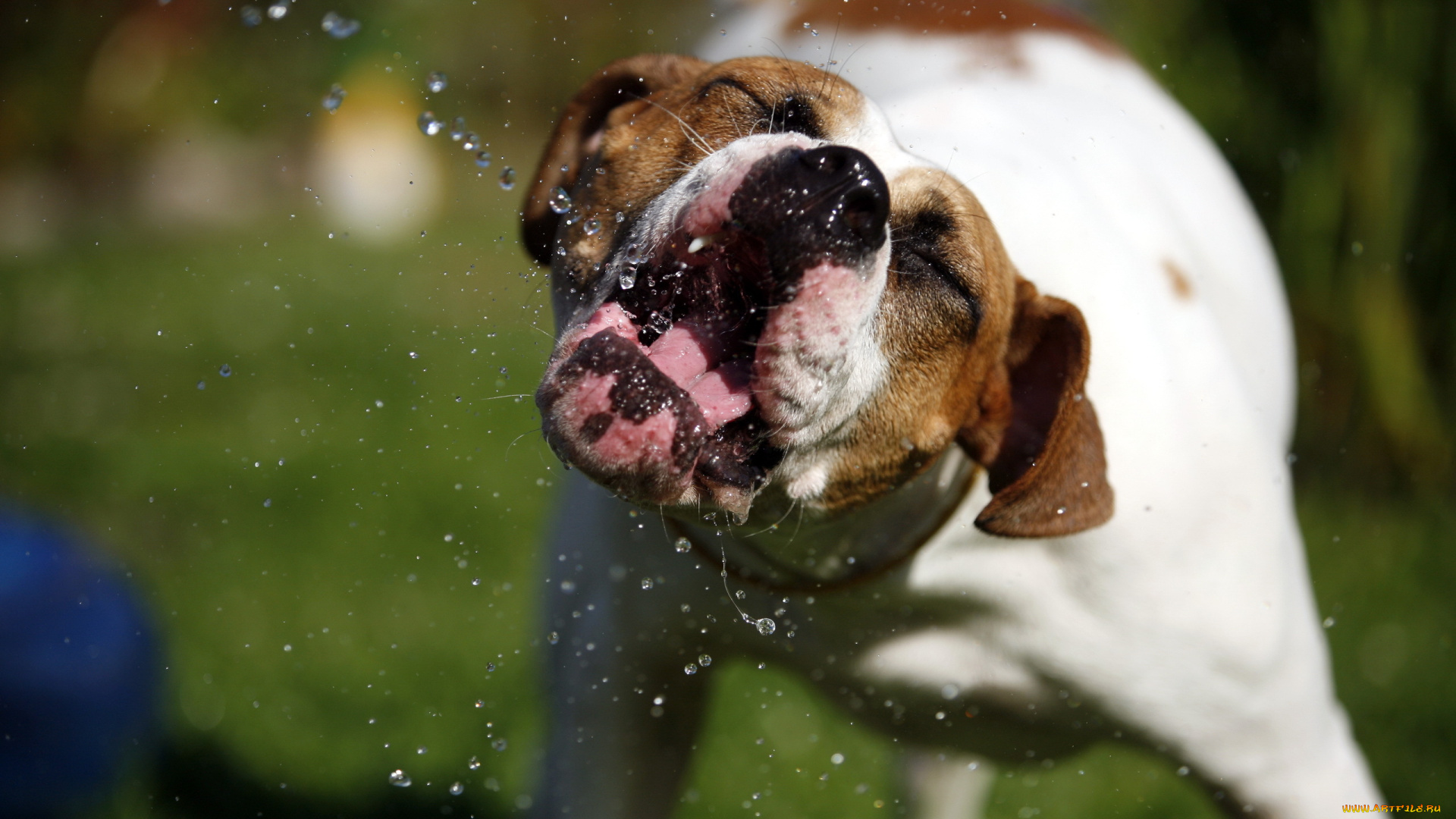 животные, собаки, вода, лето, собака