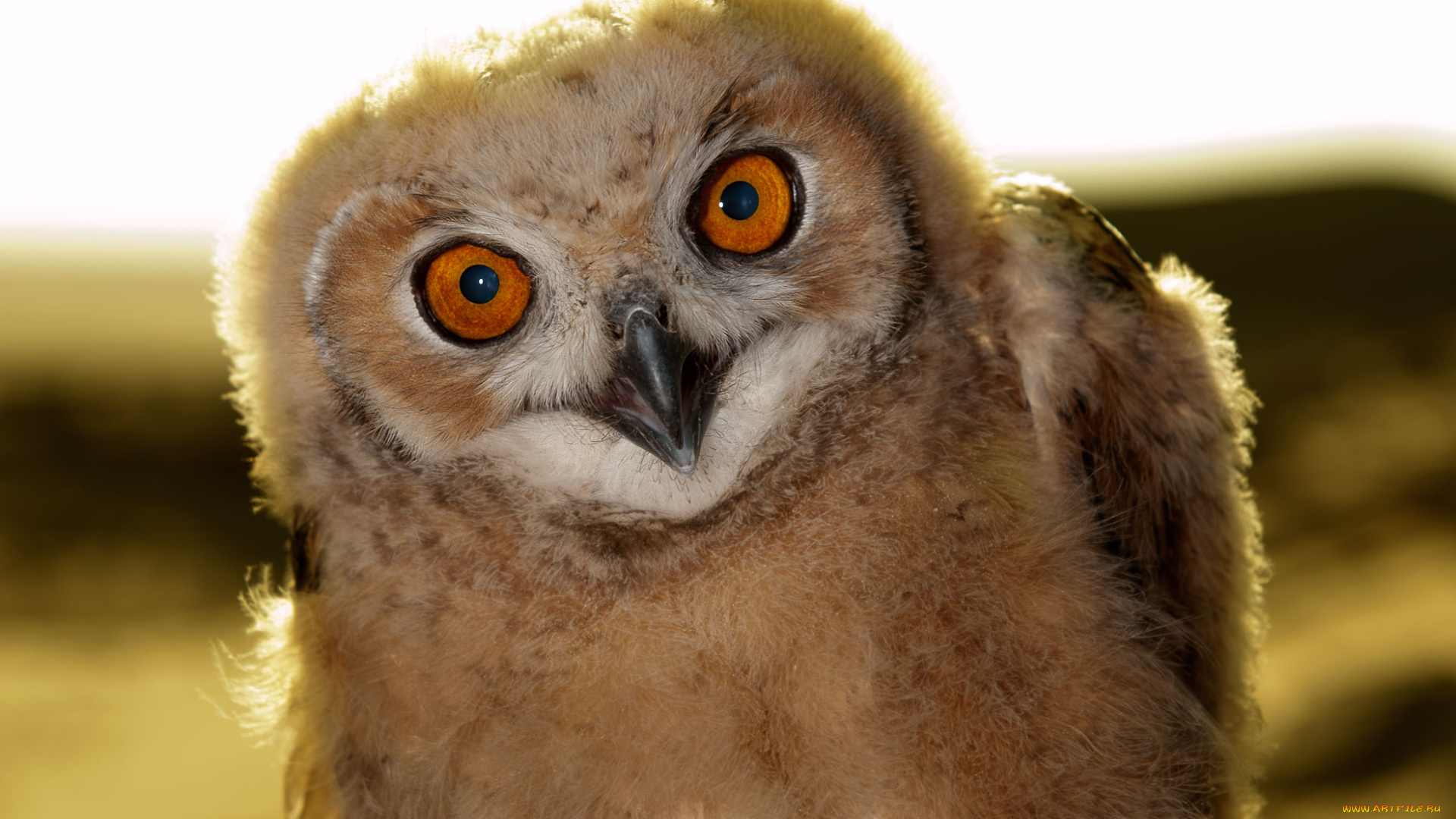 животные, совы, совёнок, птенец