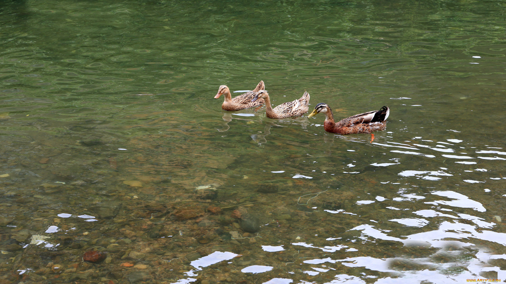 животные, утки, вода