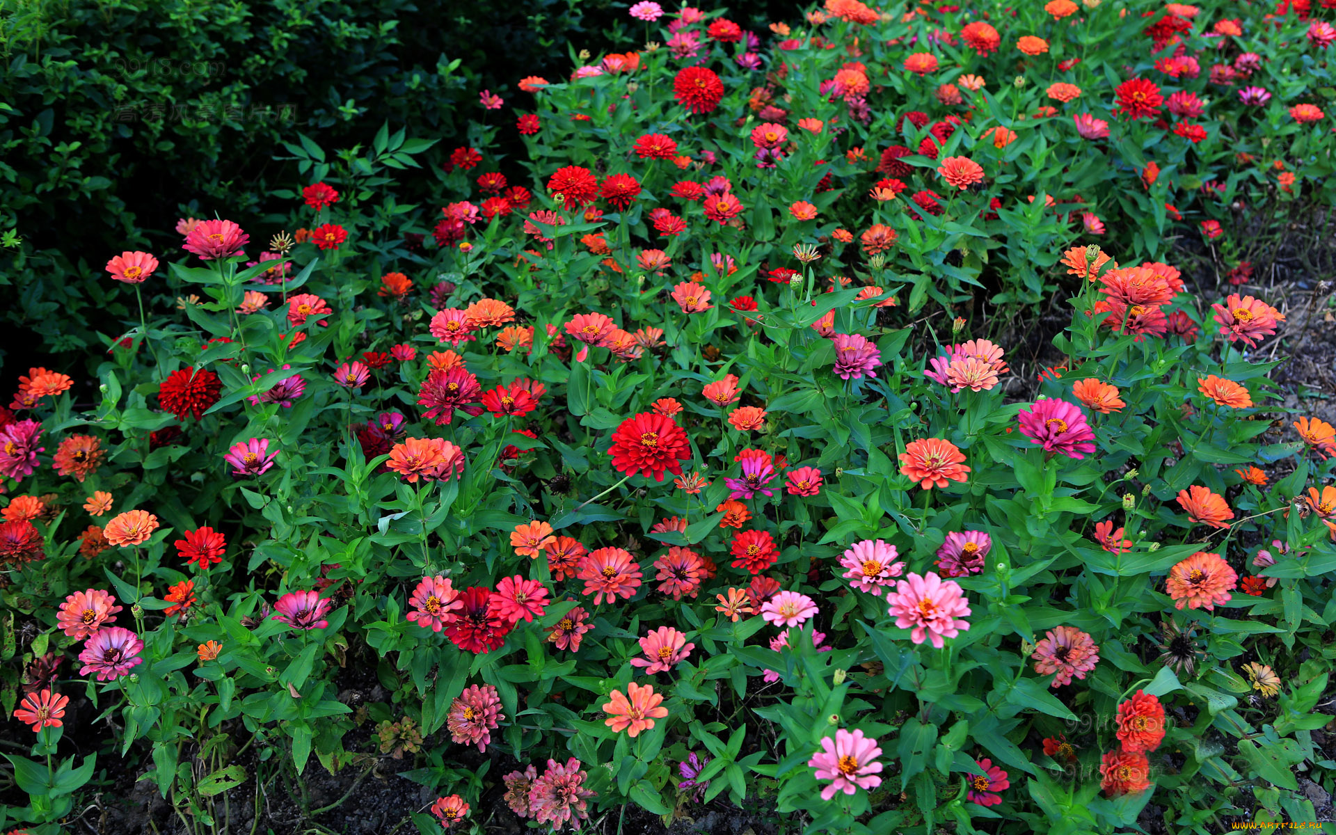 цветы, цинния, красные, листья, лето