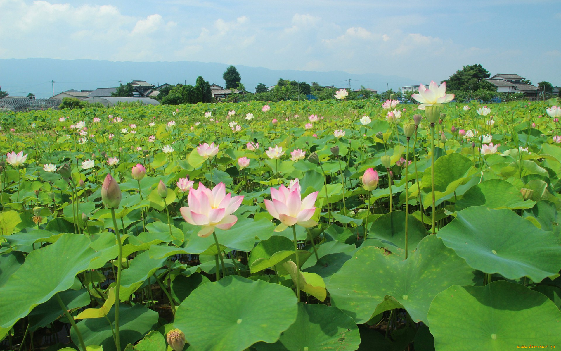цветы, лотосы, лотос