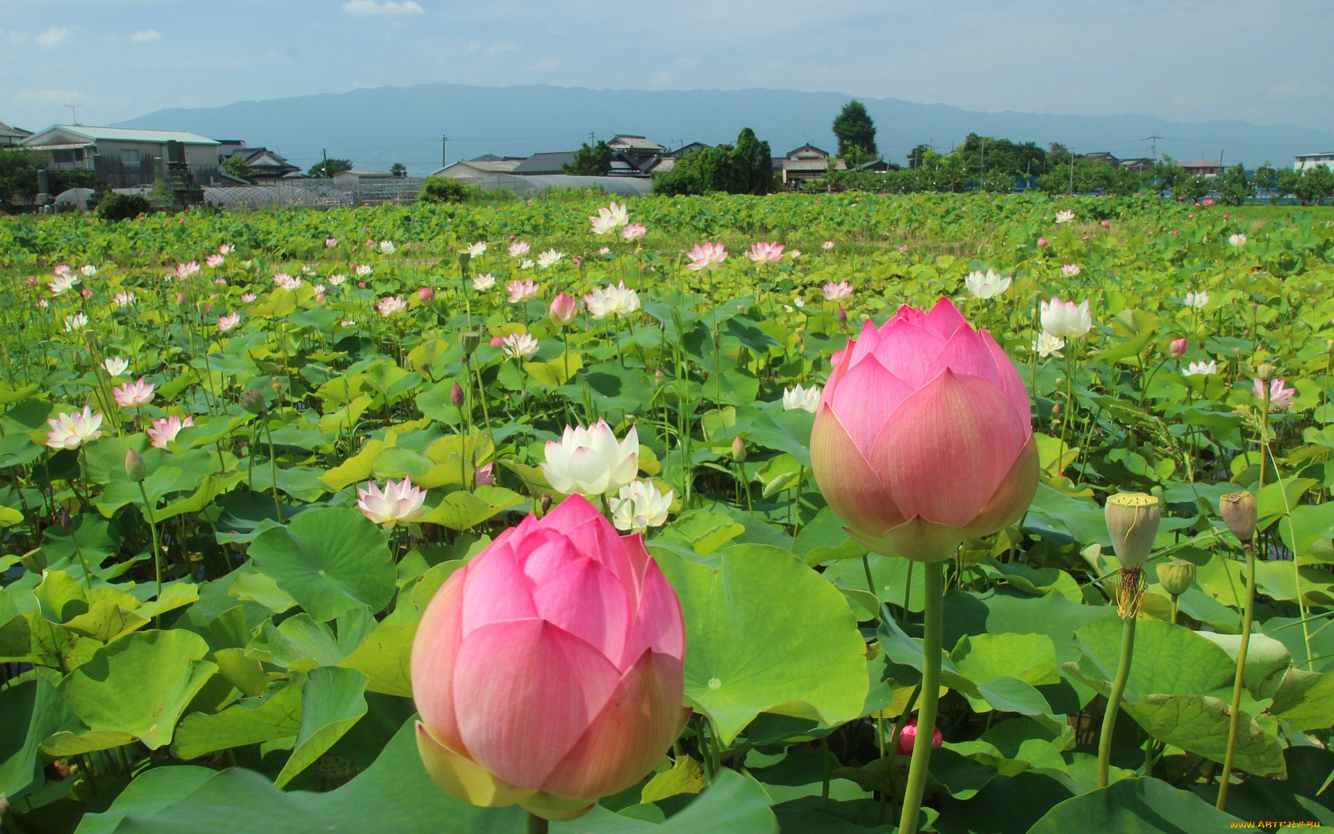 цветы, лотосы, лотос