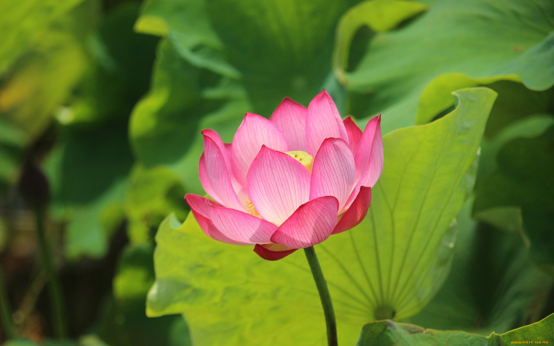 цветы, лотосы, лотос