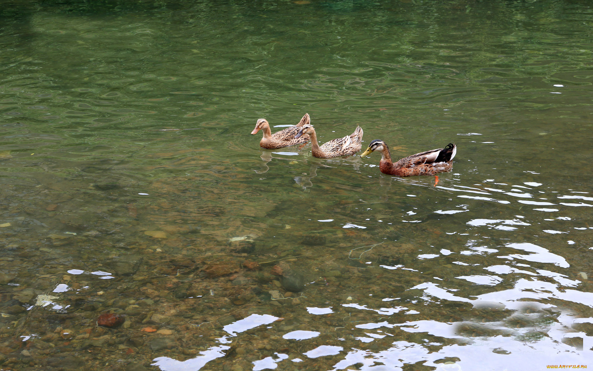 животные, утки, вода
