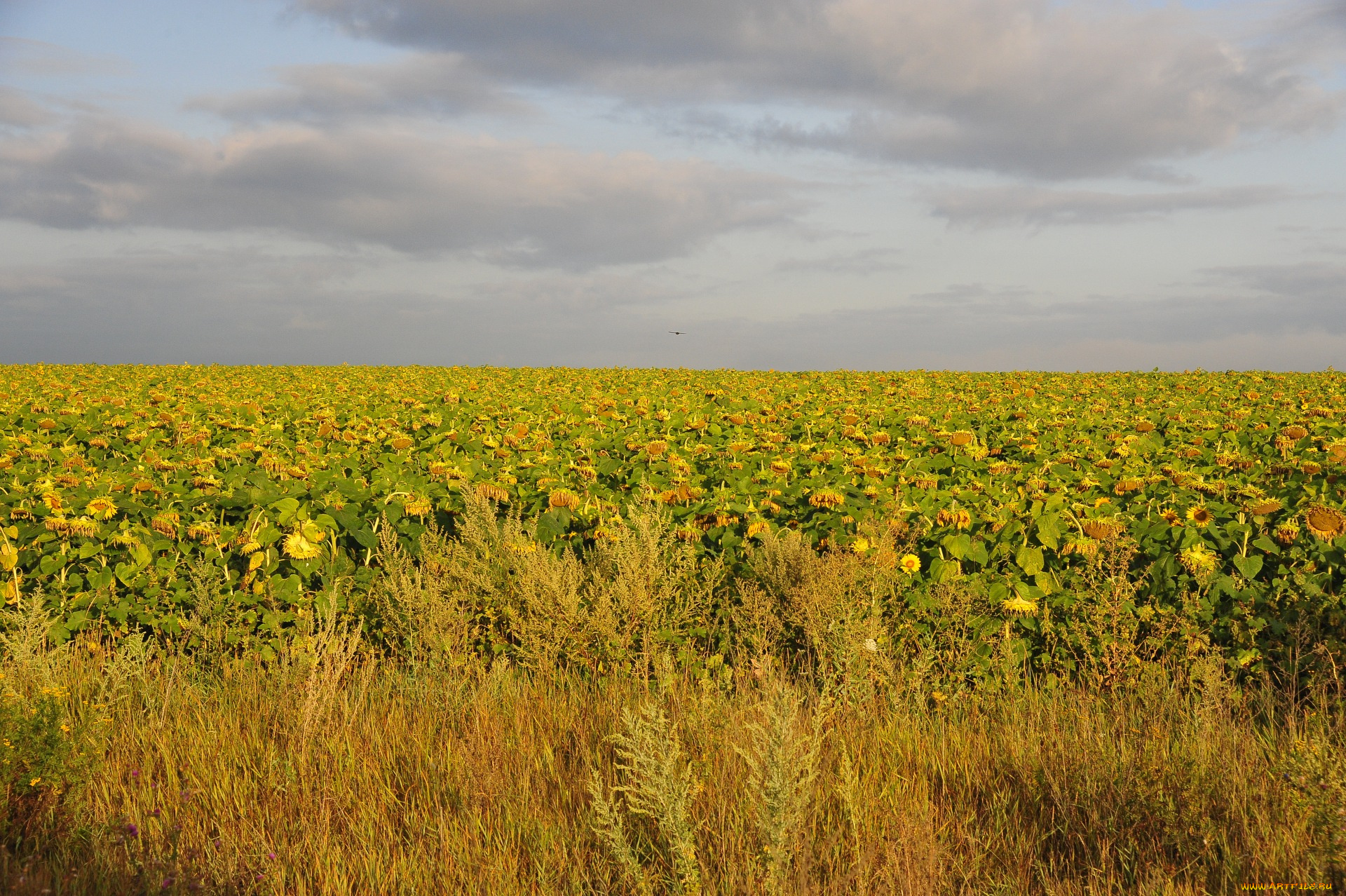 цветы, подсолнухи