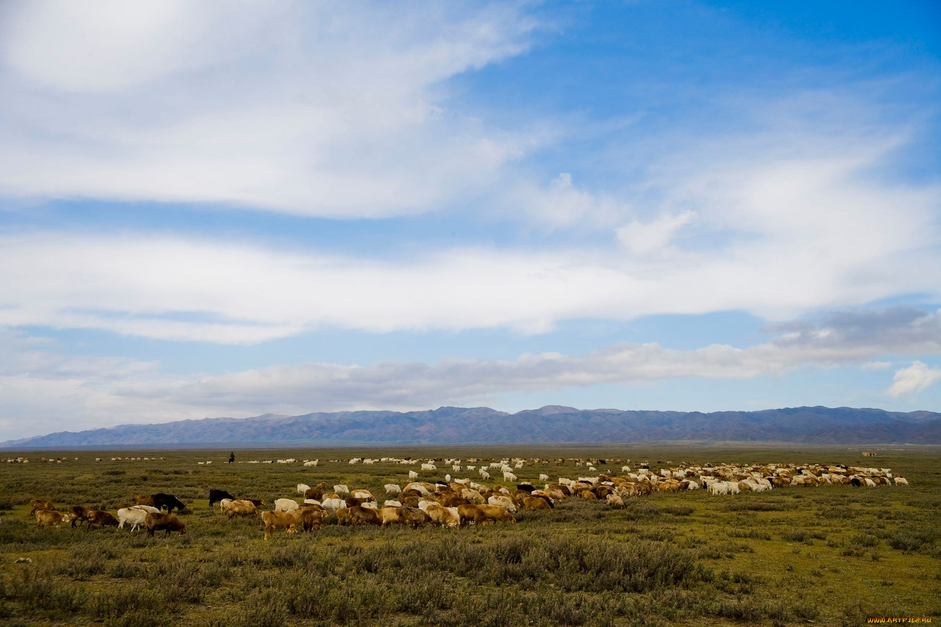 животные, козы, пастбище