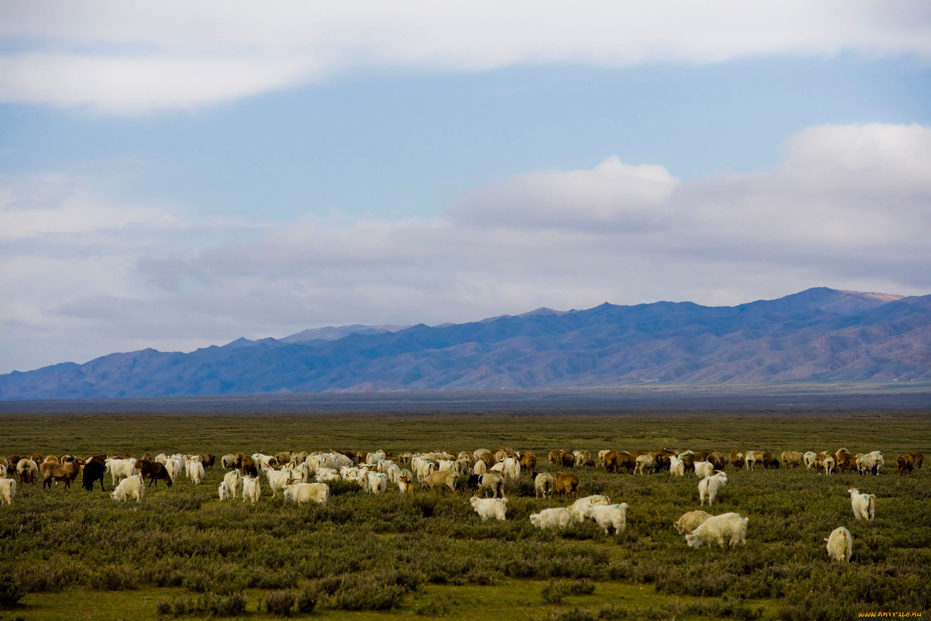 животные, козы, пастбище