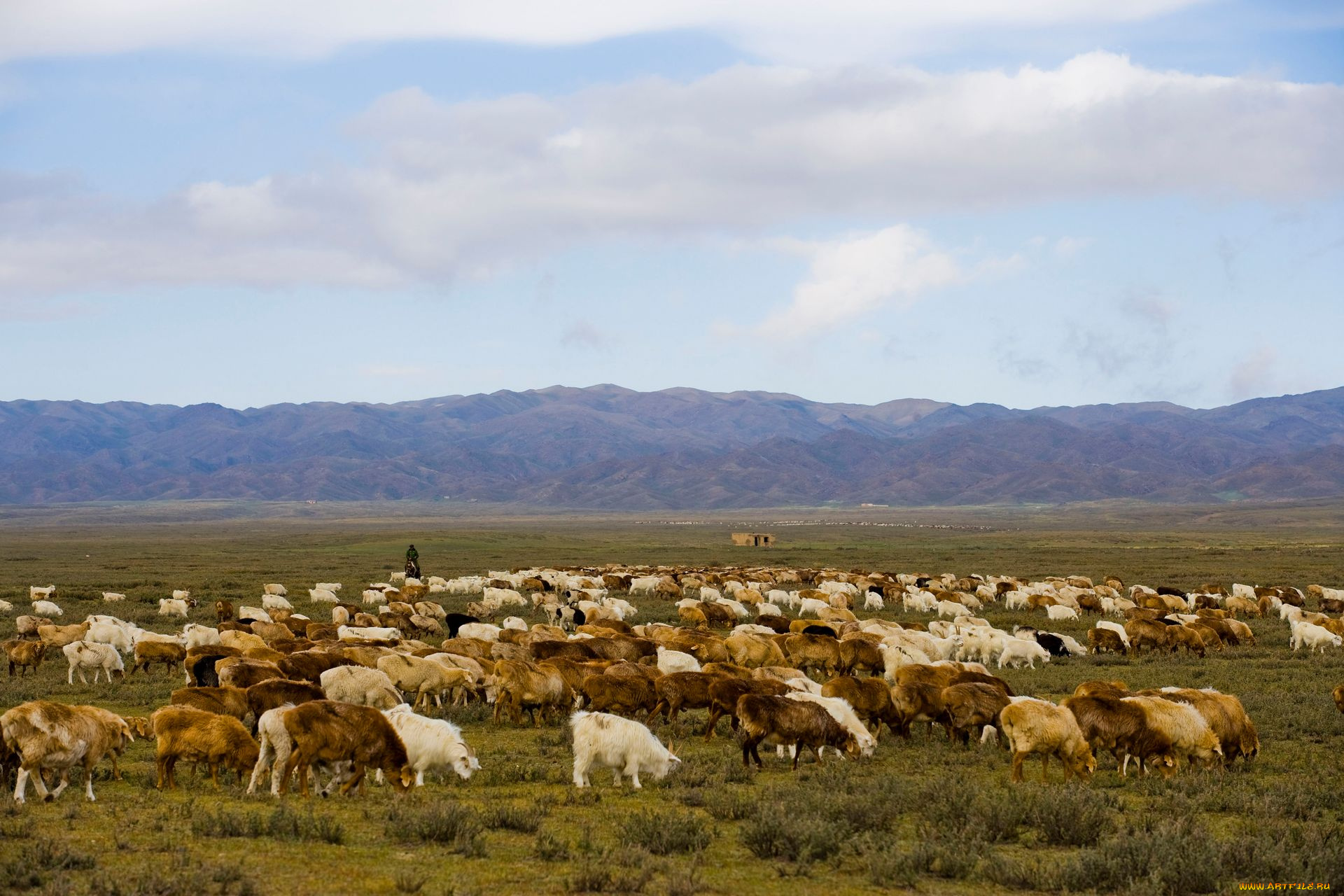 животные, козы, пастбище