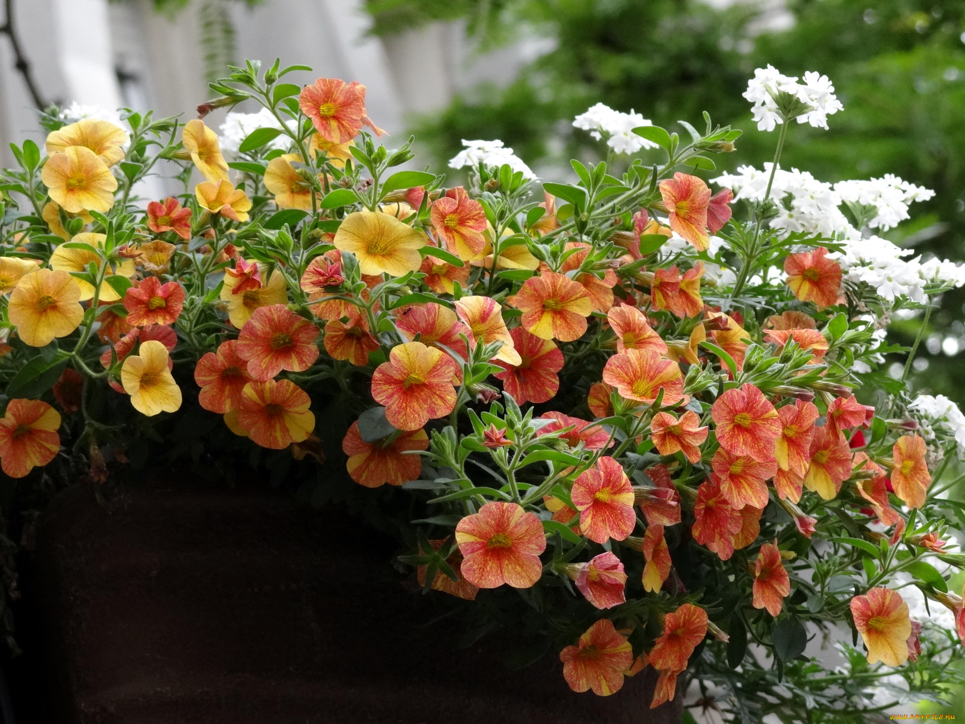 цветы, петунии, калибрахоа