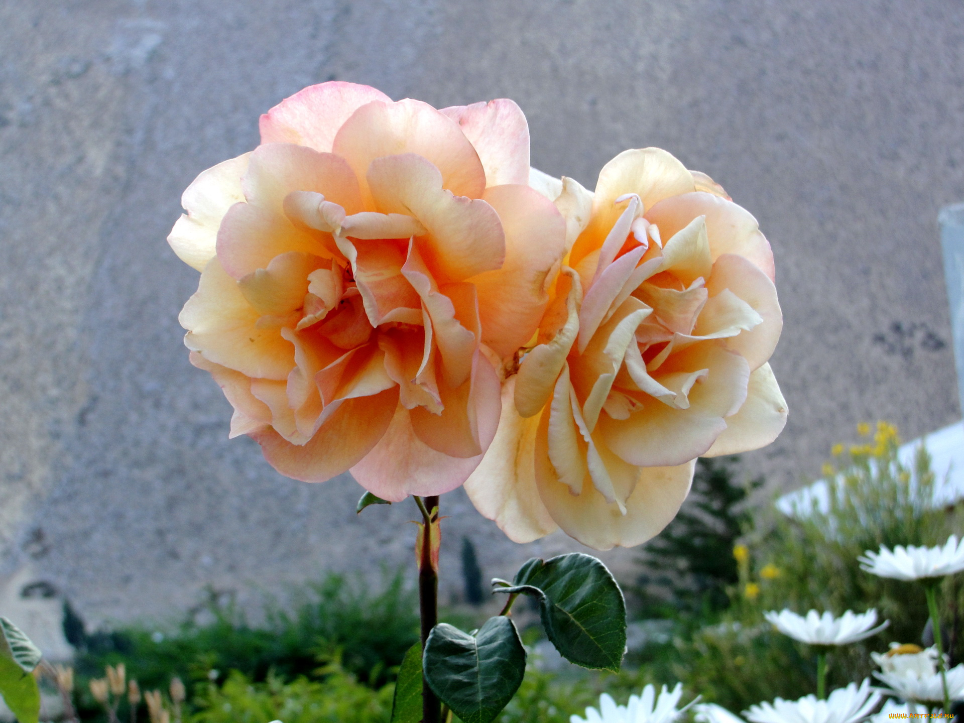 цветы, розы