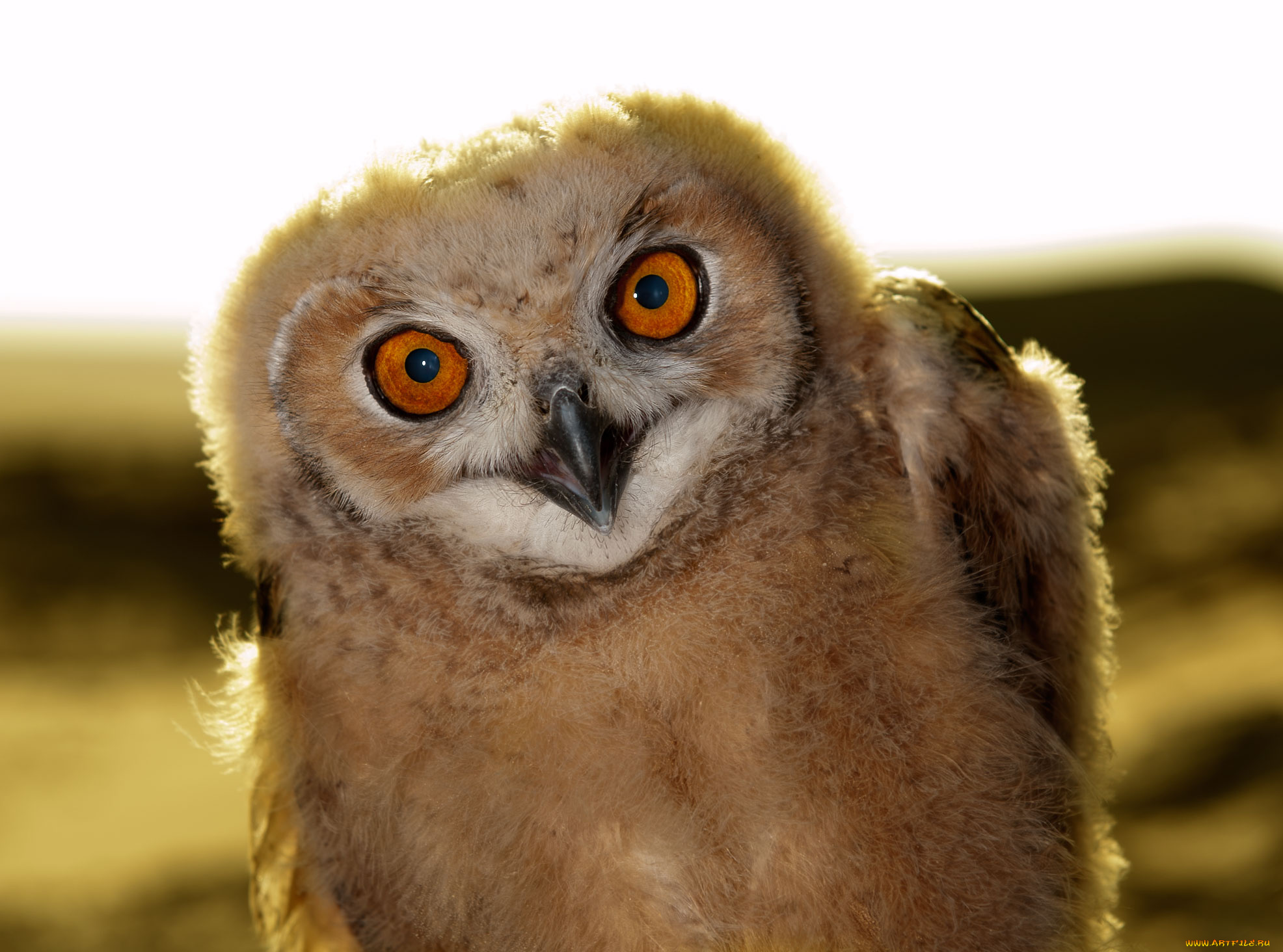 животные, совы, совёнок, птенец