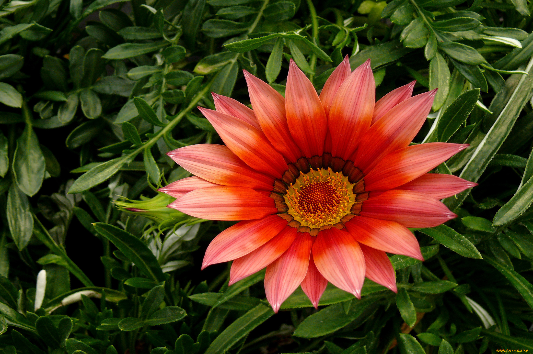 цветы, газания