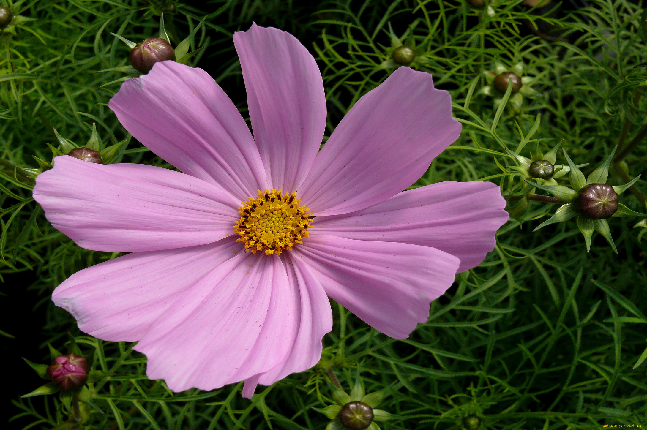 цветы, космея