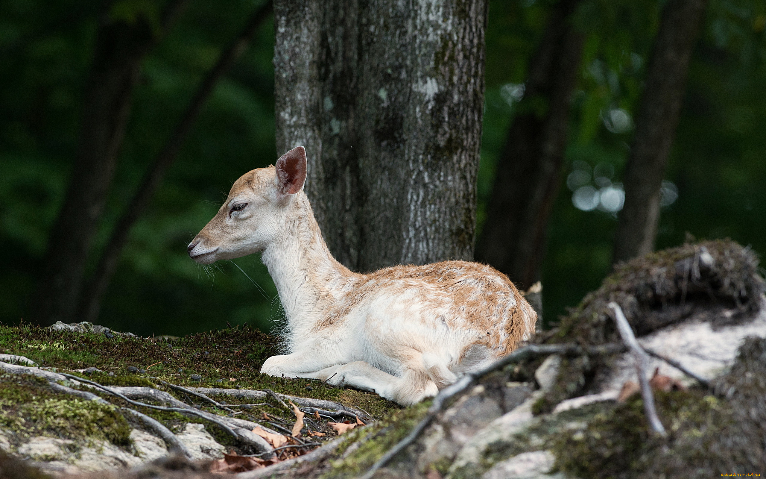 животные, олени, косуля, природа, лето