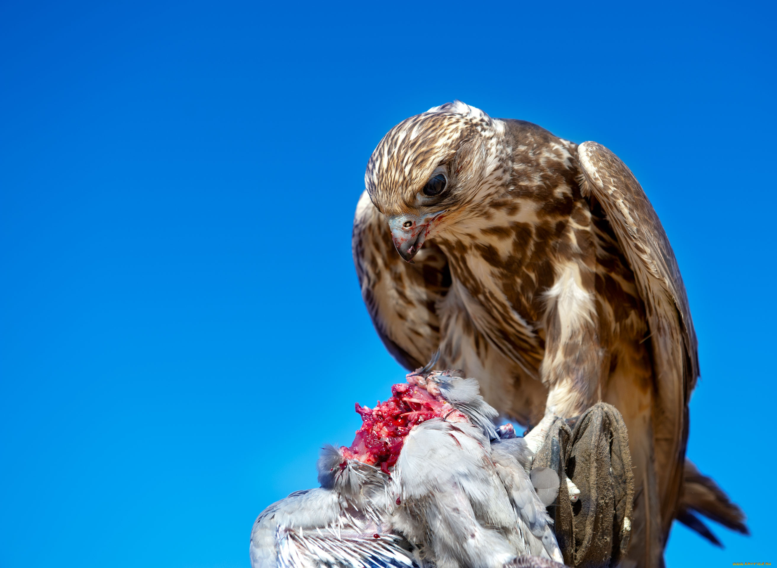 животные, птицы, хищники, трапеза