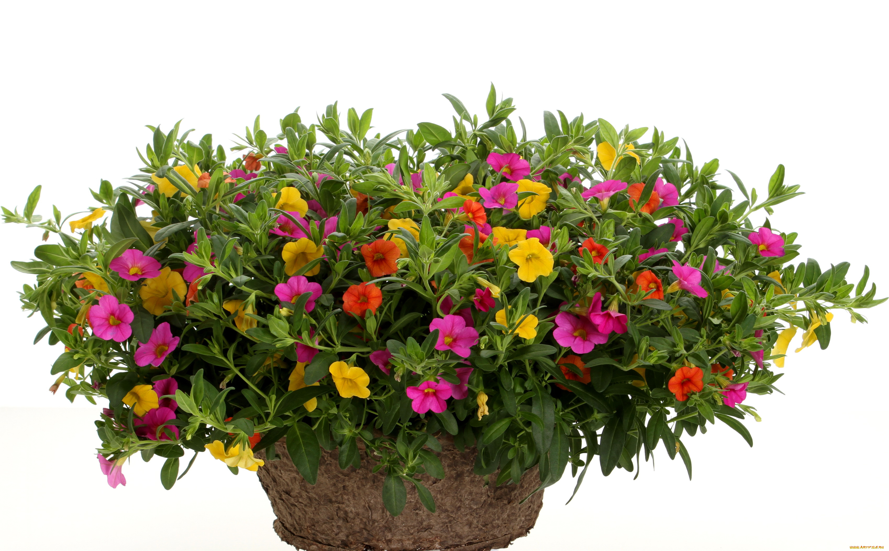 цветы, петунии, калибрахоа