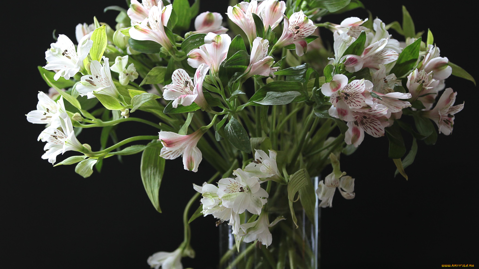 цветы, альстромерия, перуанская, лилия, букет