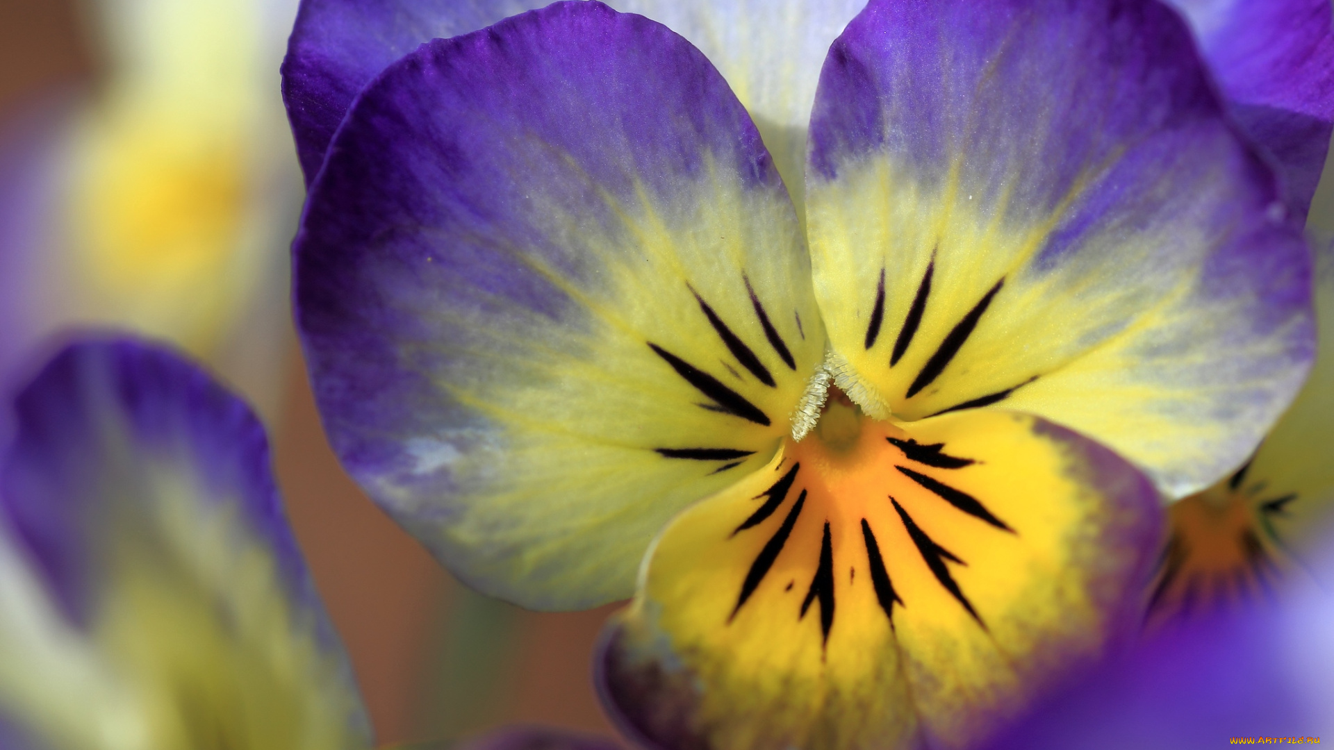 цветы, анютины, глазки, садовые, фиалки, макро