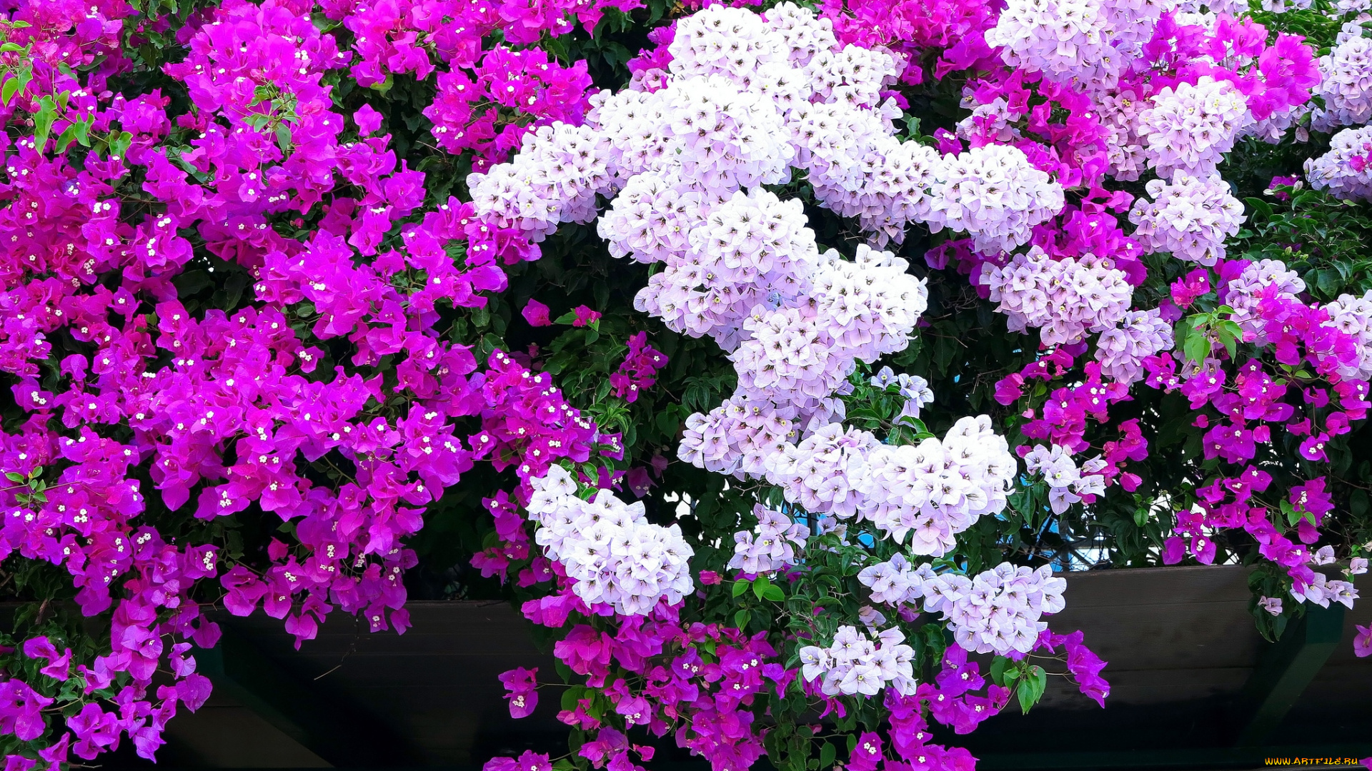 цветы, бугенвиллея, малиновый, розовый