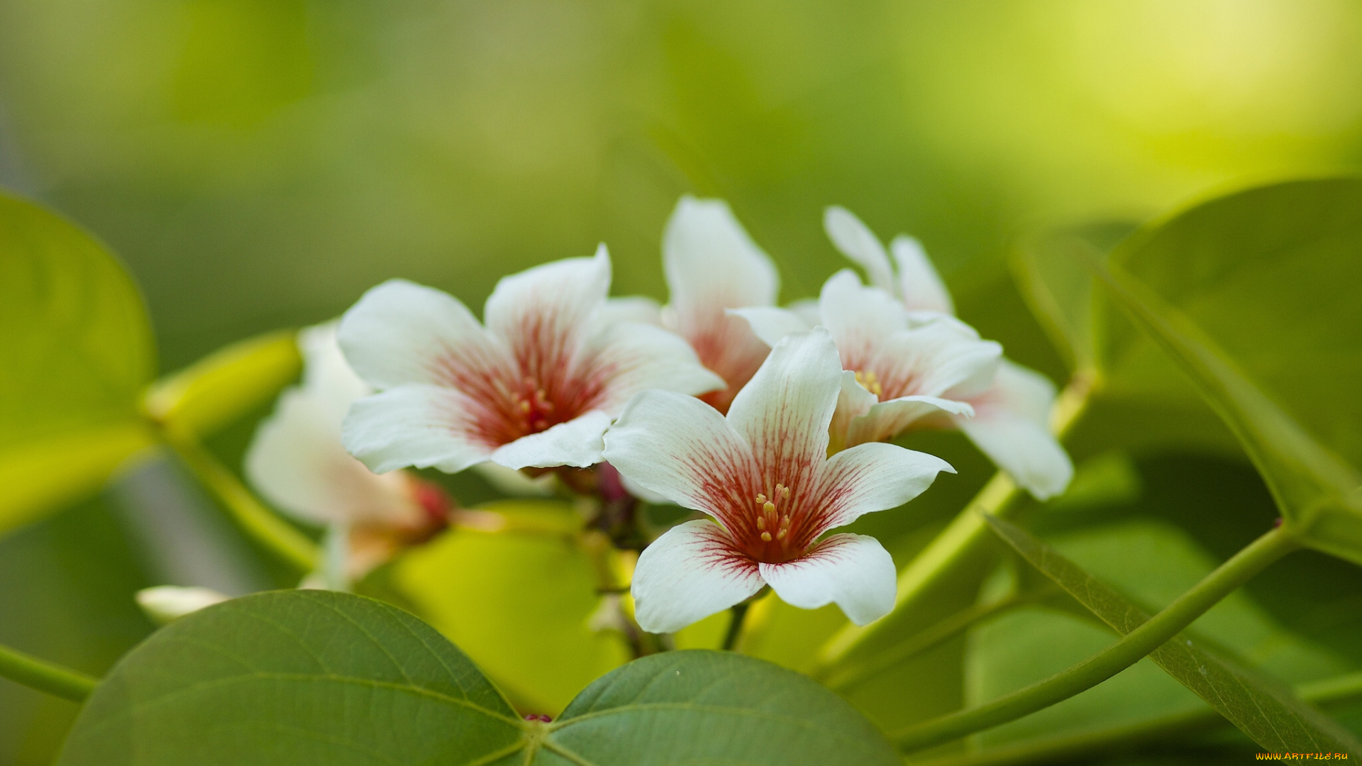 цветы, цветущие, деревья, кустарники, китайское, тунговое, дерево, макро, листья, цветение