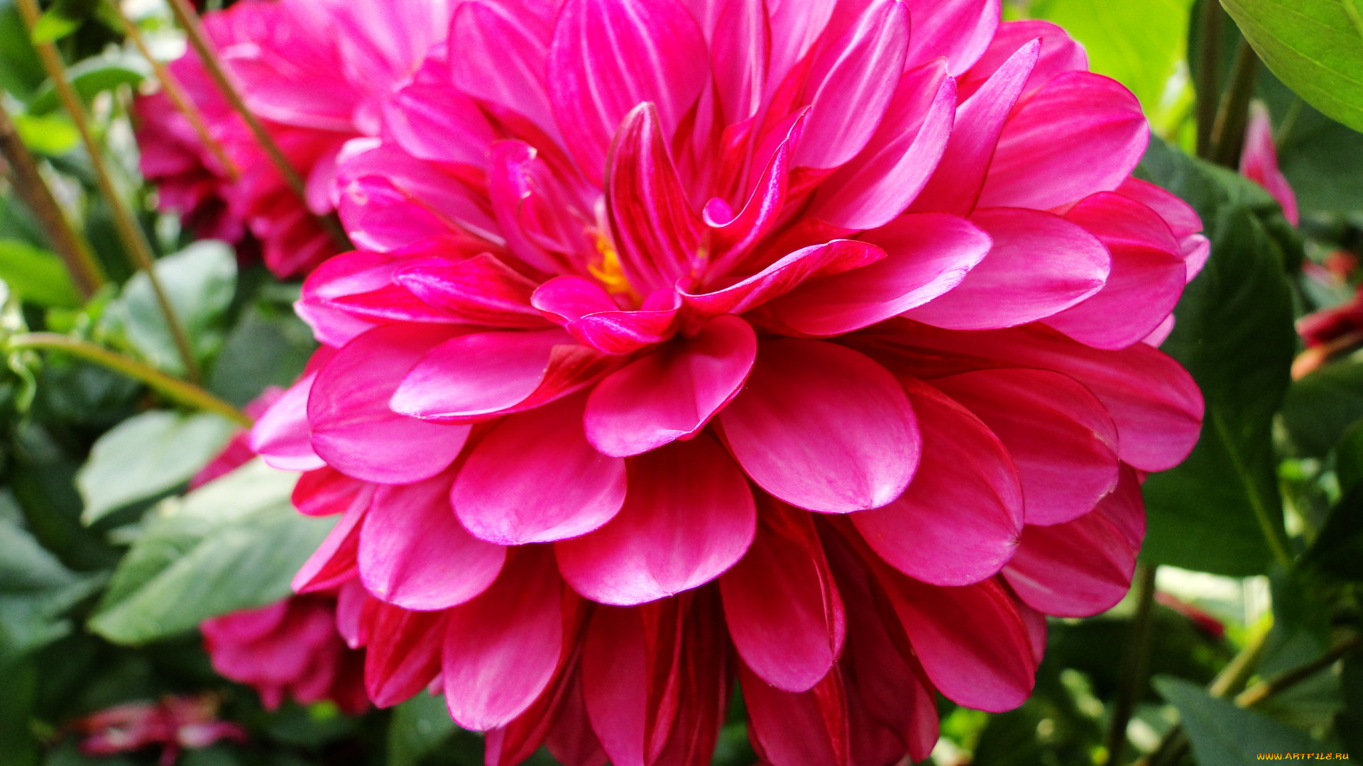 цветы, георгины, лепестки, листья