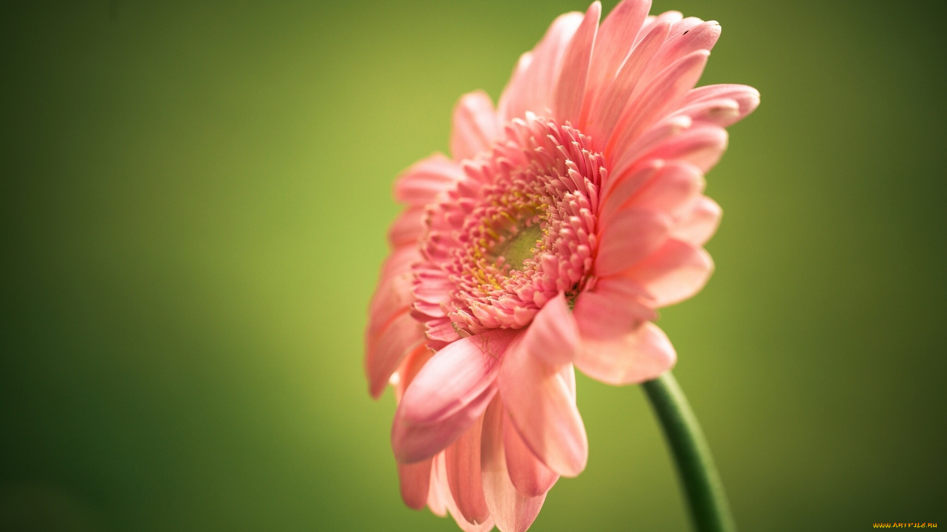 цветы, герберы, макро