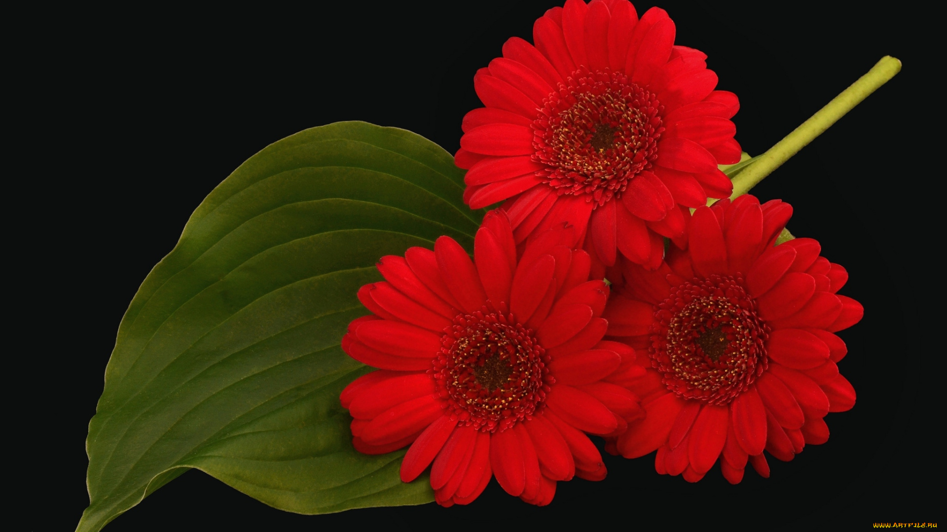 цветы, герберы, трио, красный