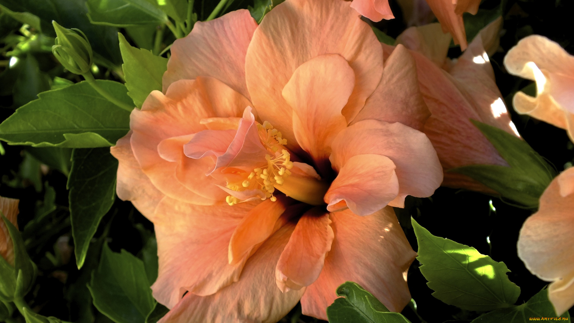 цветы, гибискусы, оранжевый