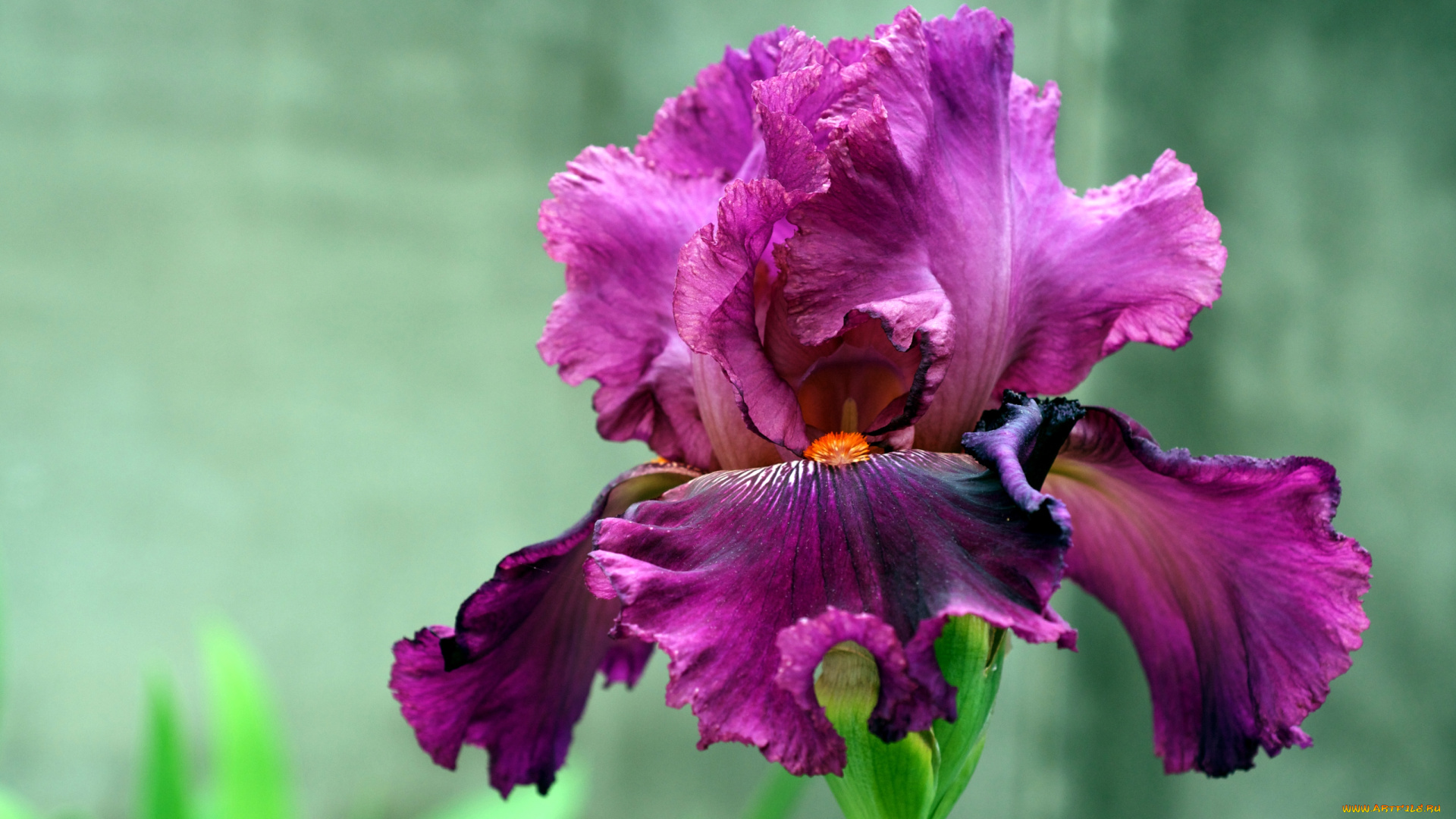 цветы, ирисы, лиловый