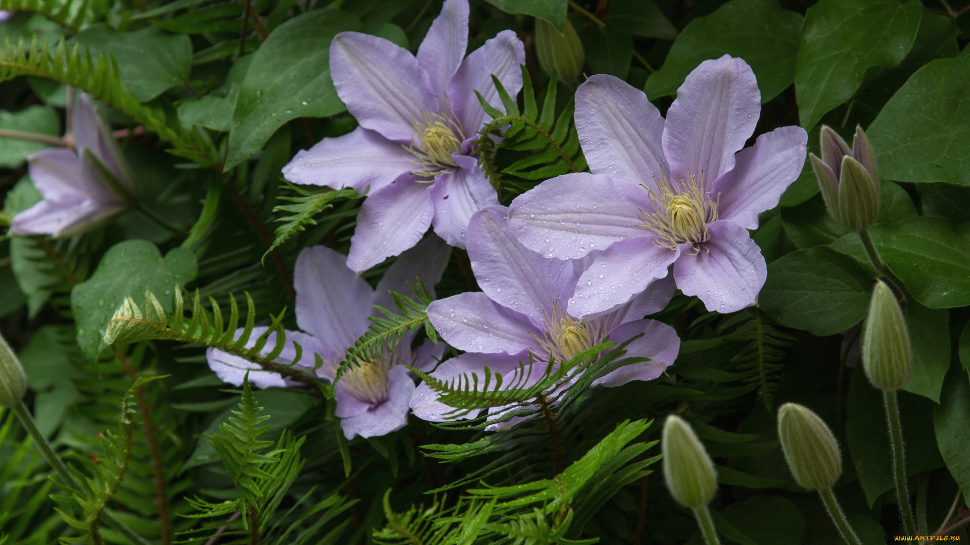 цветы, клематис, ломонос, лепестки