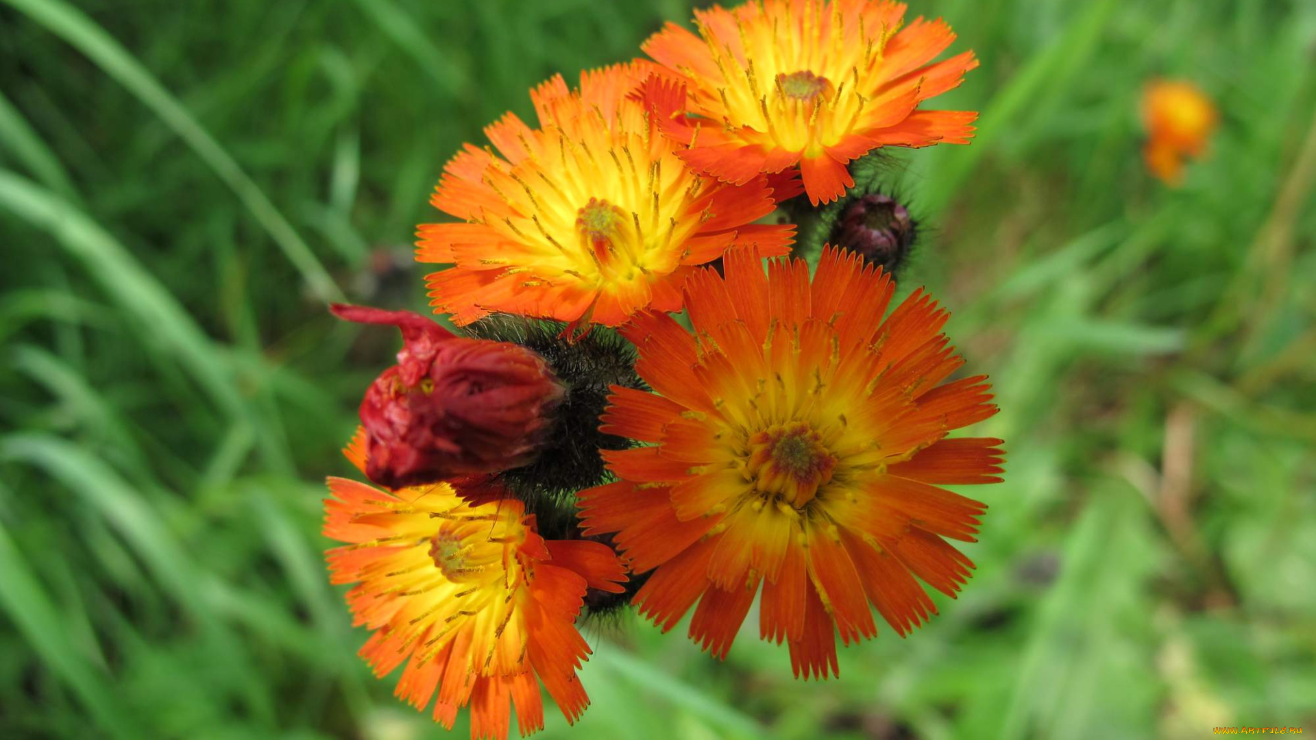 цветы, луговые, полевые, листья, лепестки