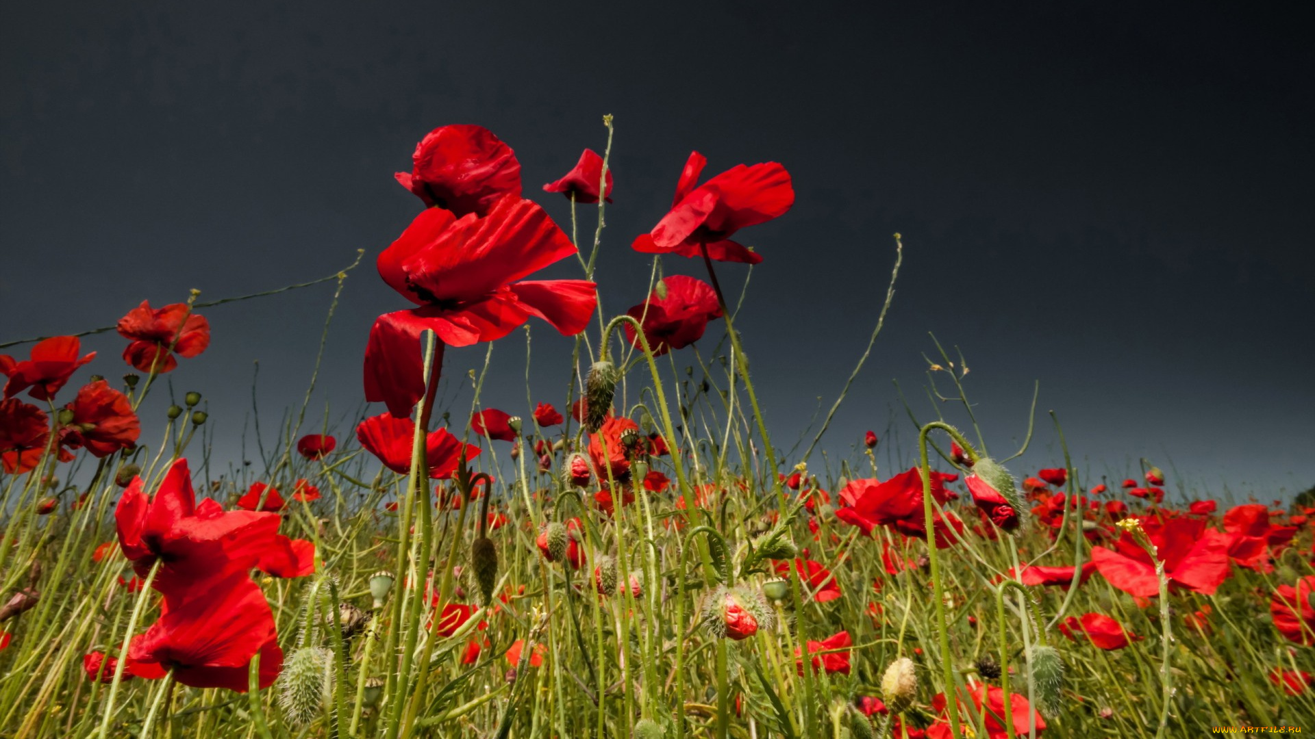 цветы, маки, лепестки
