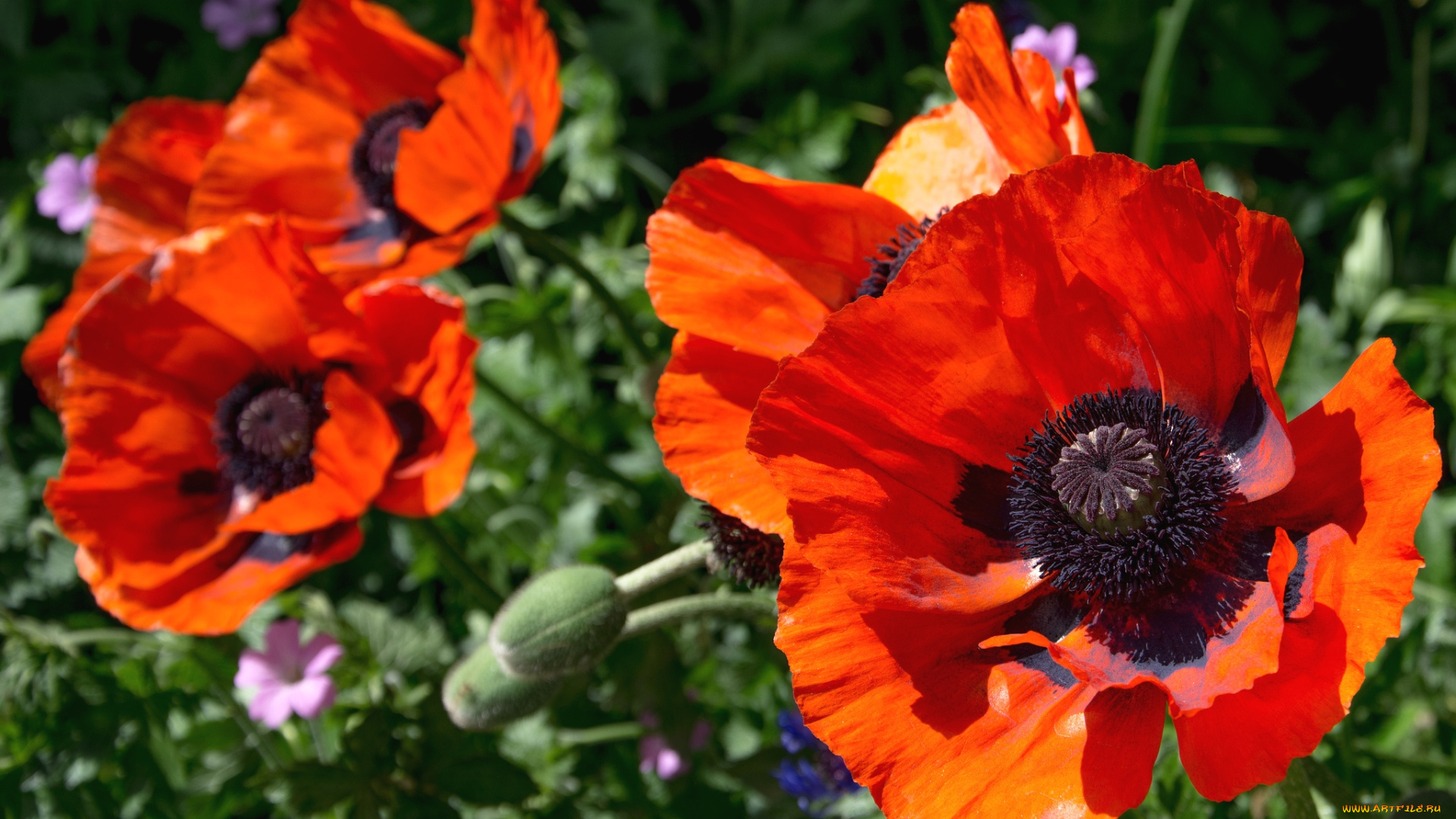 цветы, маки, макро