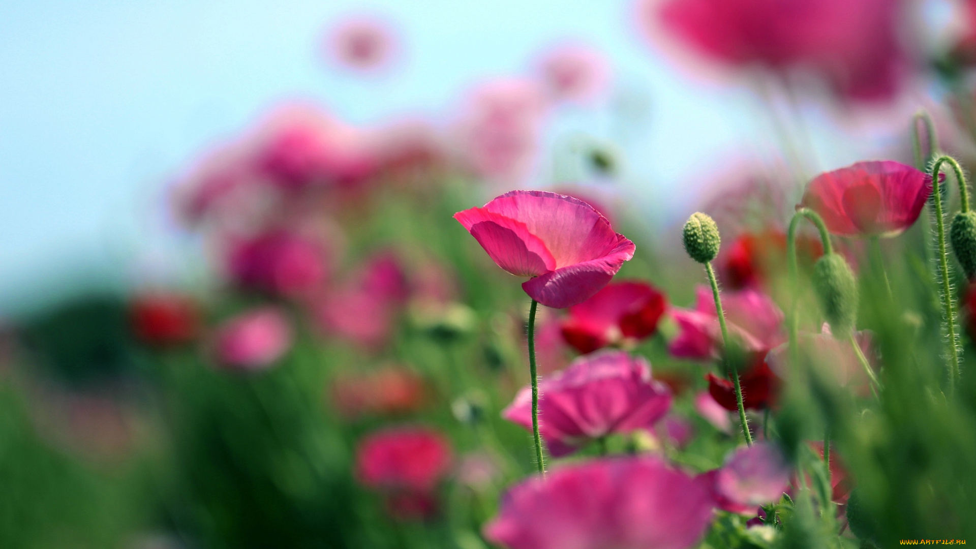 цветы, маки, розовый