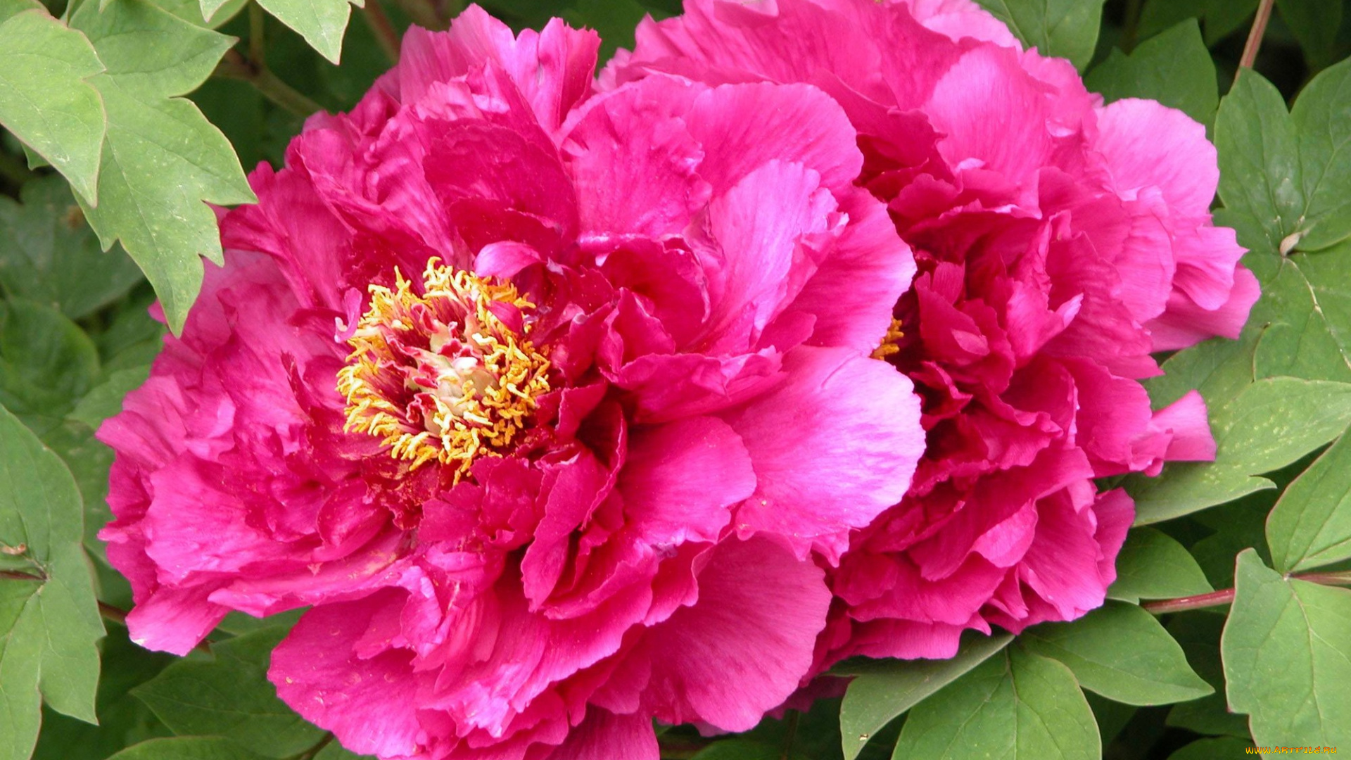 цветы, пионы, листья, лепестки