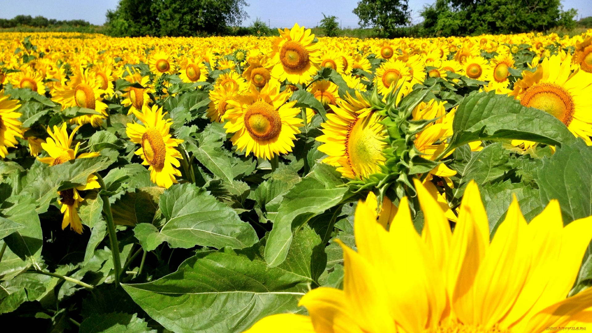 цветы, подсолнухи, лето, поле
