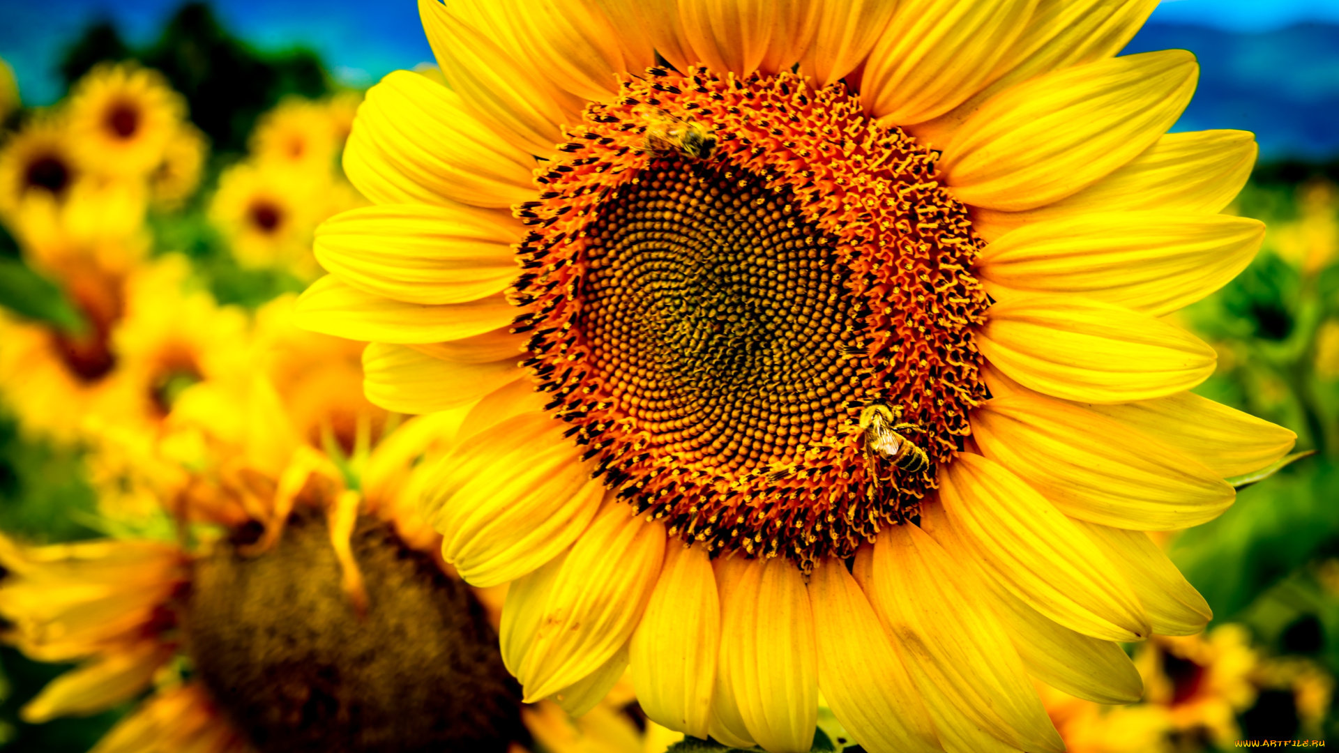 цветы, подсолнухи, макро, желтый